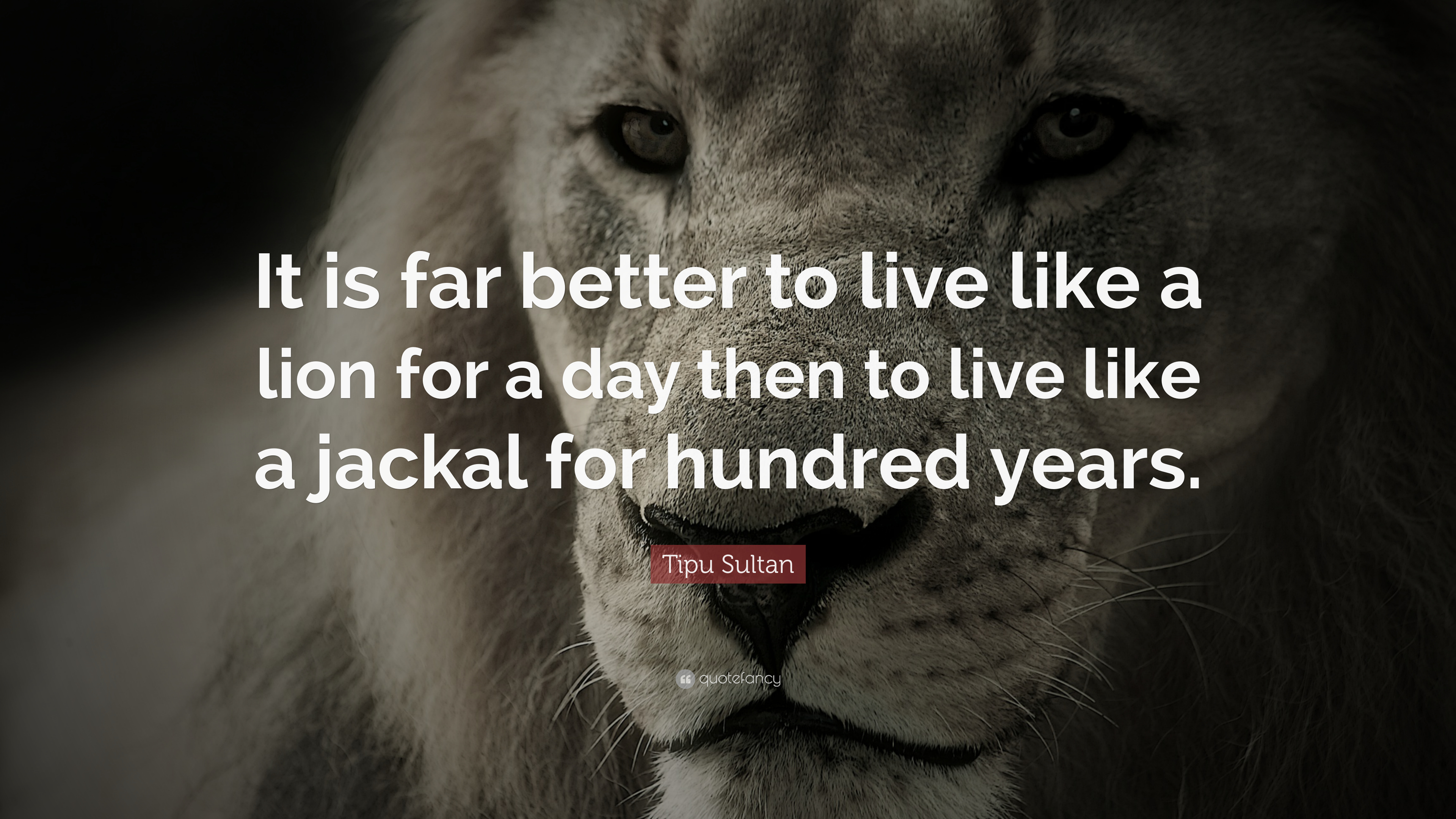 3840x2160 Tipu Sultan Quote: “It is far better to live like a lion for a day, Desktop