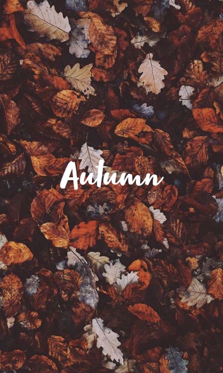 750x1250 pintrest: instagram:. Fall wallpaper, Autumn photography, Locked wallpaper, Phone