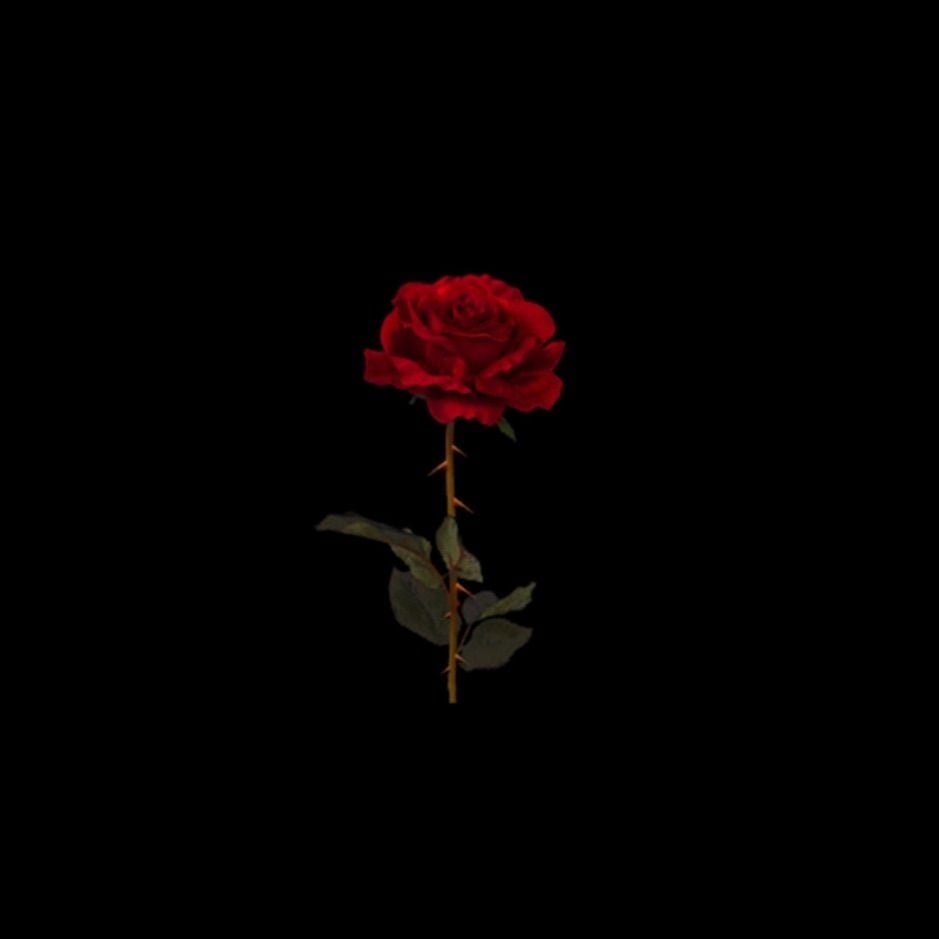 940x940 Aesthetic Black Rose Wallpaper, Phone