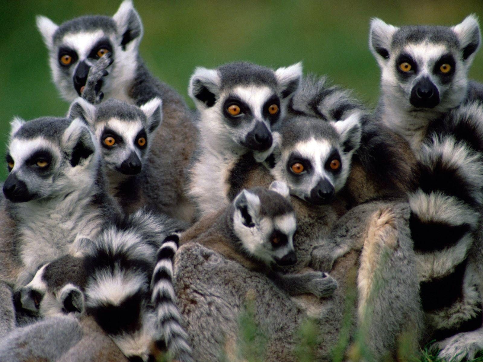 1600x1200 Lemurs Wallpaper HD, Desktop