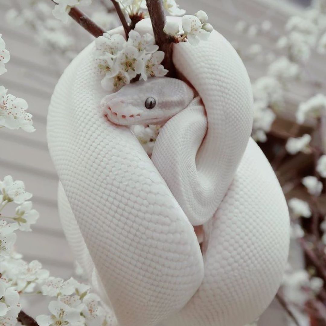 1080x1080 Cute reptiles, Albino animals, Cute snake.com, Phone