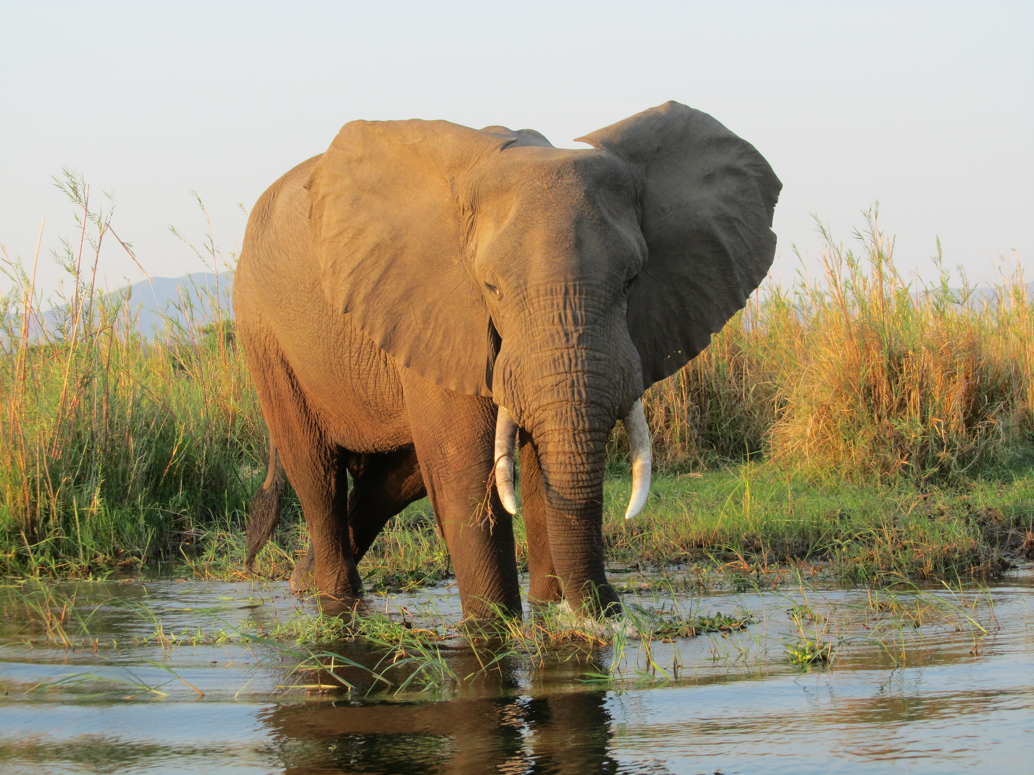 2050x1540 Zambia, Lower Zambezi National Park, Desktop