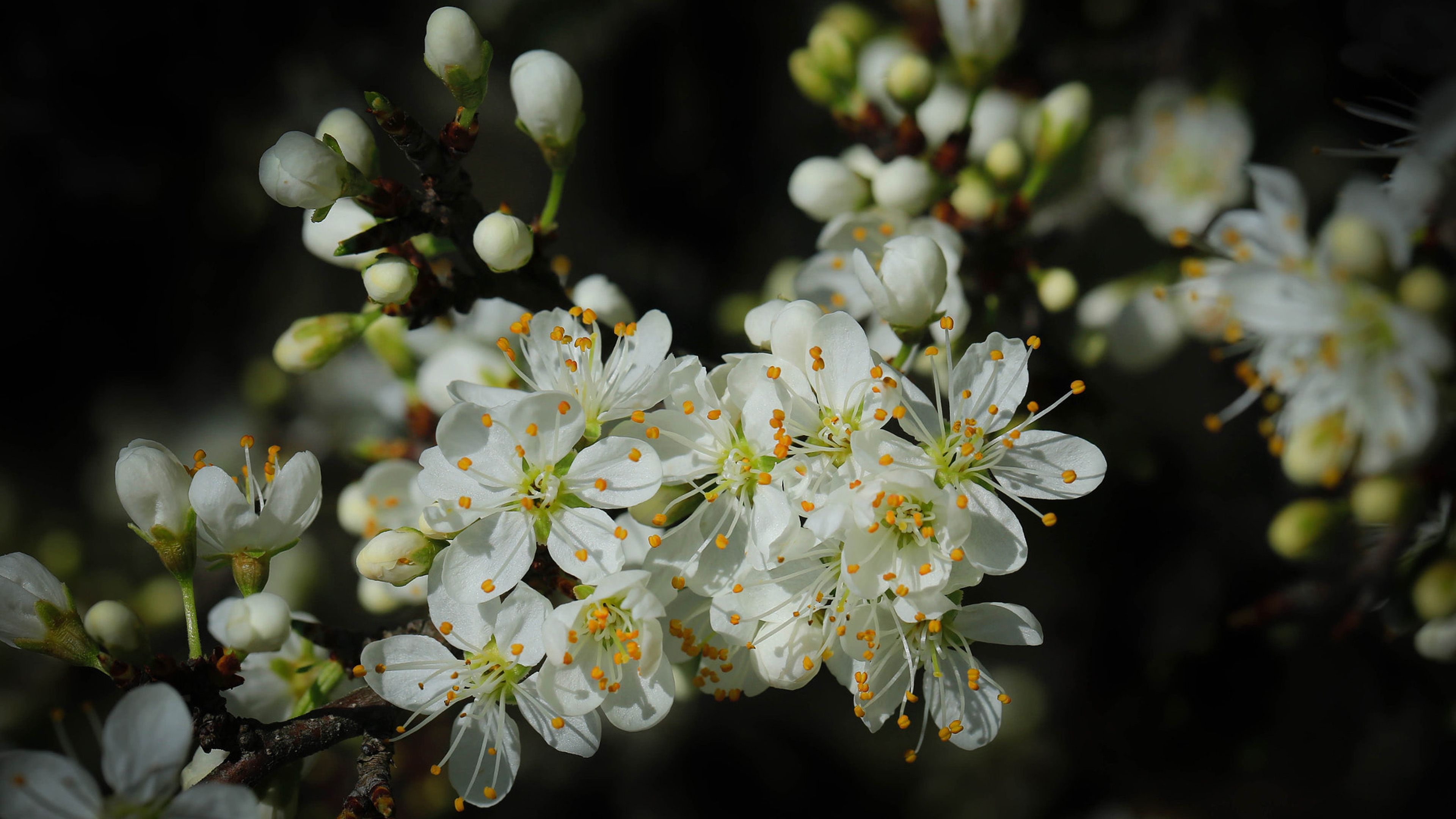 3840x2160 Spring Cherry Blossom Green Leaves And White Flowers On Black, Desktop