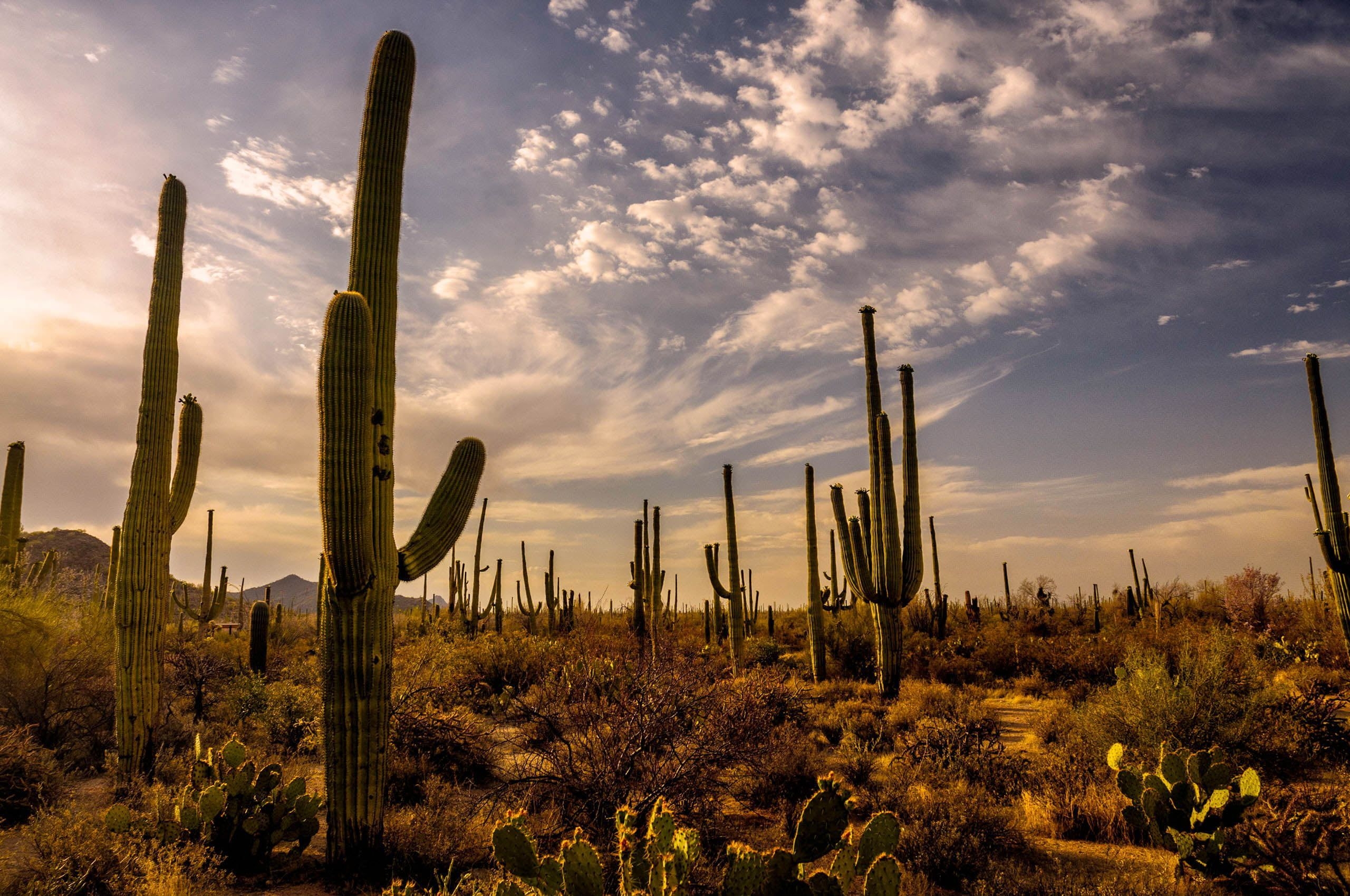 2560x1700 Desert Wallpaper Aesthetic Cactus, Desktop