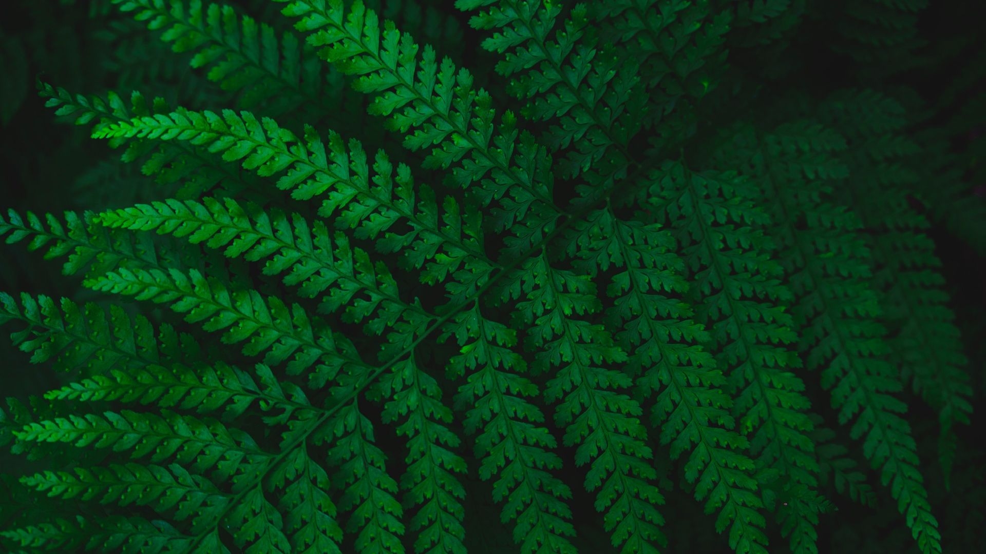 1920x1080 Green Fern Leaf Free Wallpaper HQ, Desktop