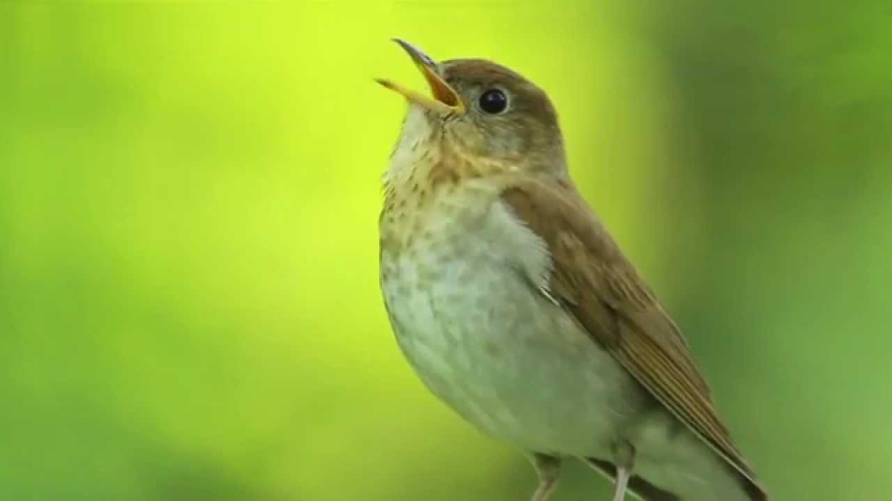 1280x720 Veery Thrush, Desktop