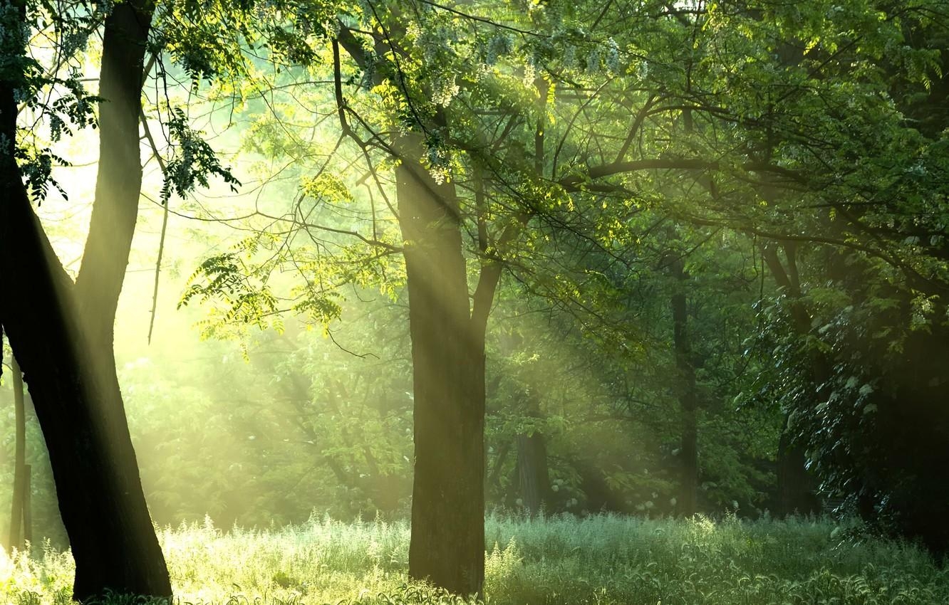 1340x850 Wallpaper forest, the sun, rays, trees, nature, sunshine, forest, Desktop