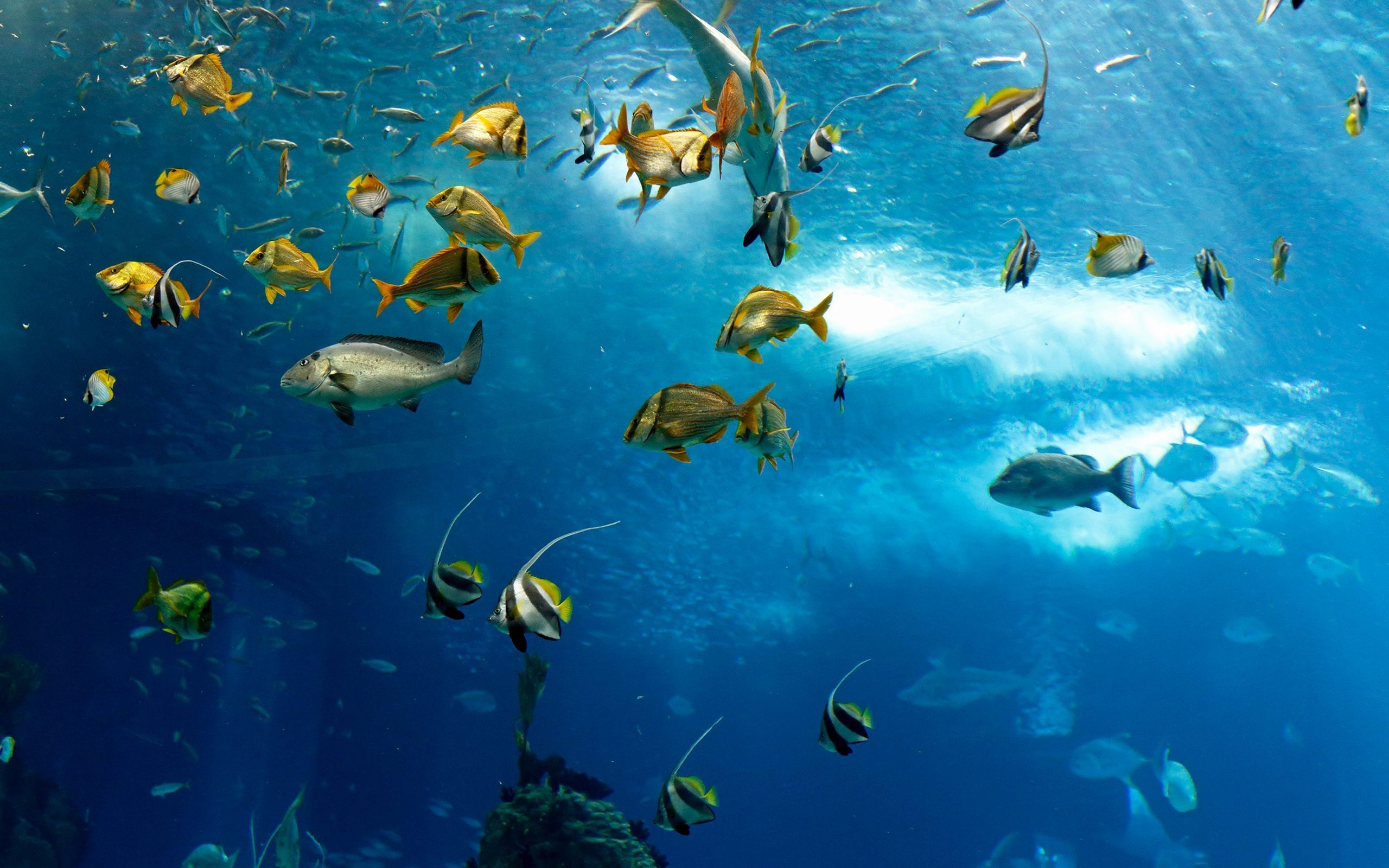 2560x1600 Marine Life Wallpaper Wallpaper With Fish, Desktop