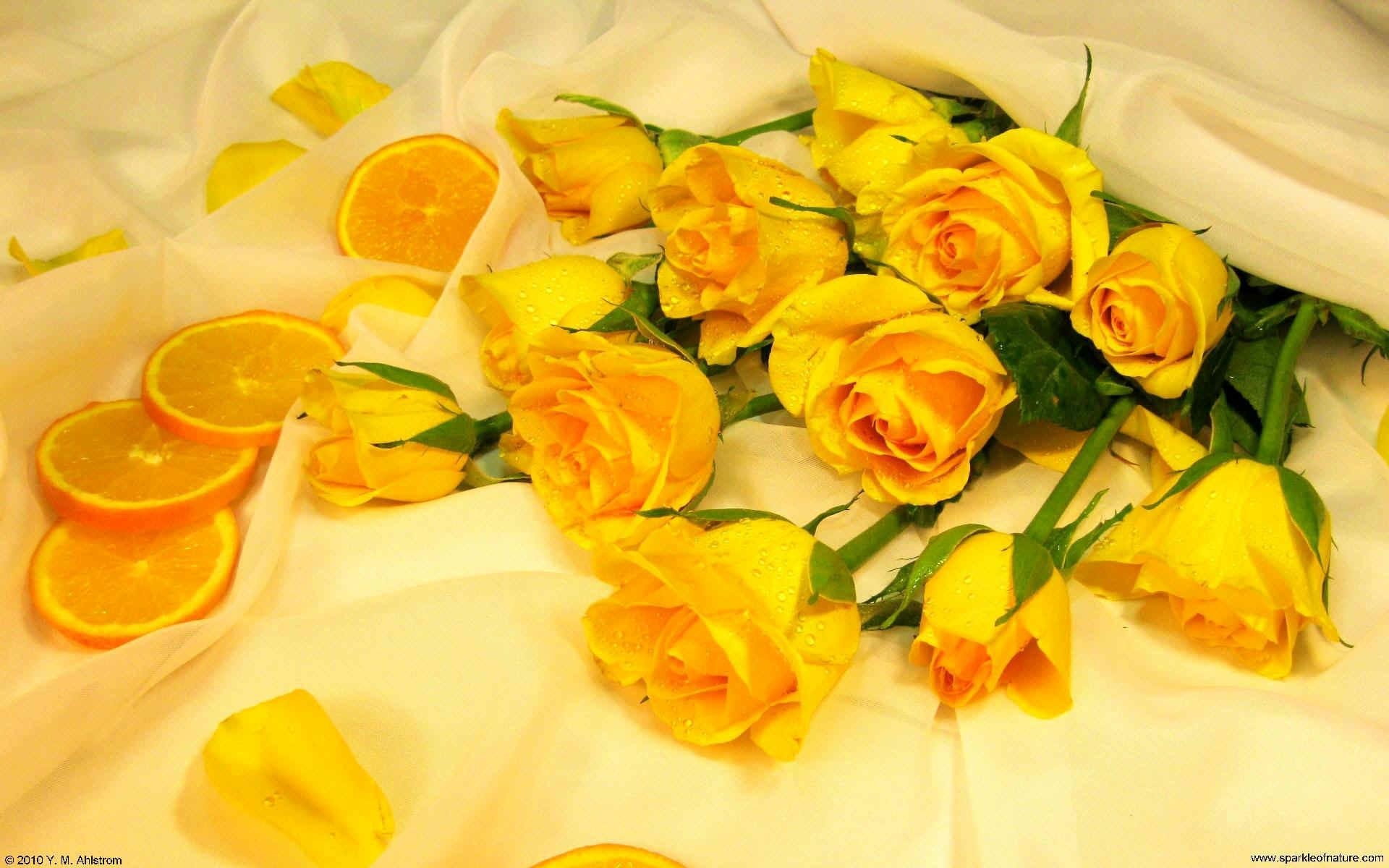 1920x1200 Yellow Roses HD Wallpaper Aesthetic Desktop Background, Desktop