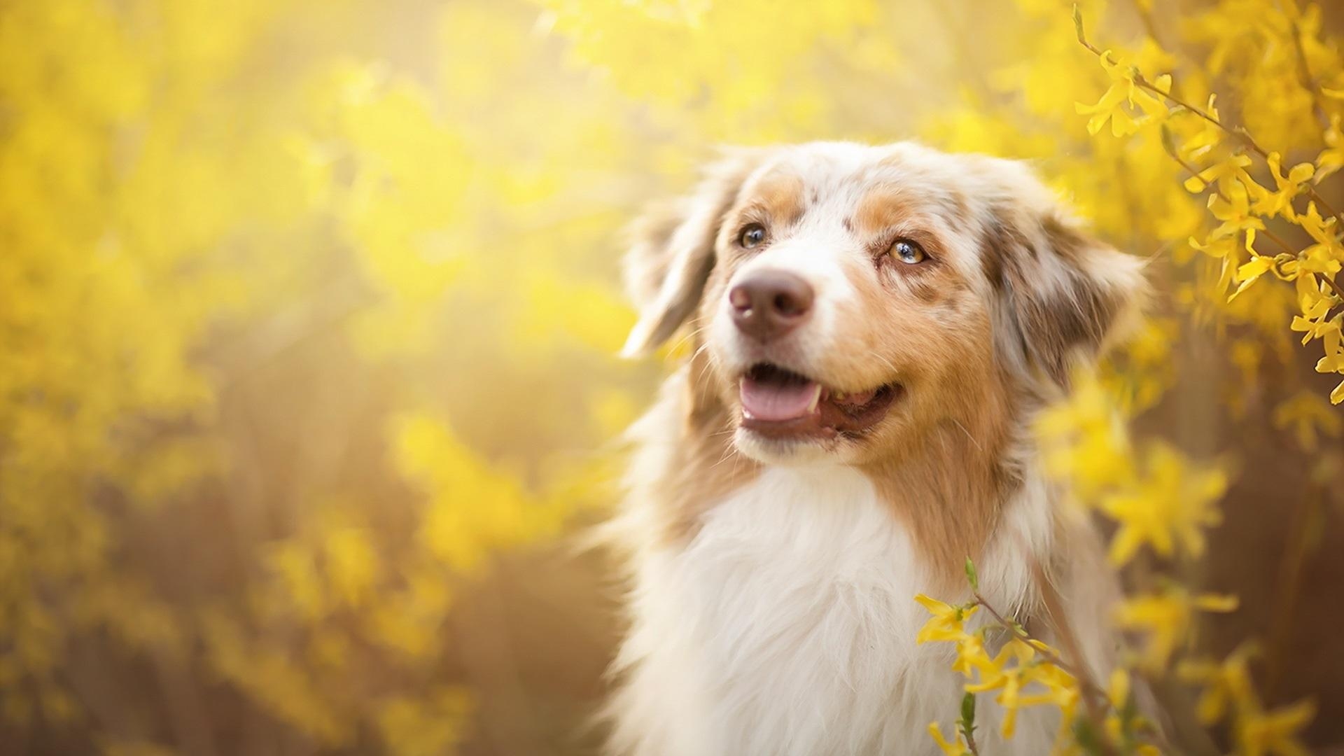 1920x1080 Wallpaper Dog, yellow flowers, spring  Full HD 2K Picture, Desktop