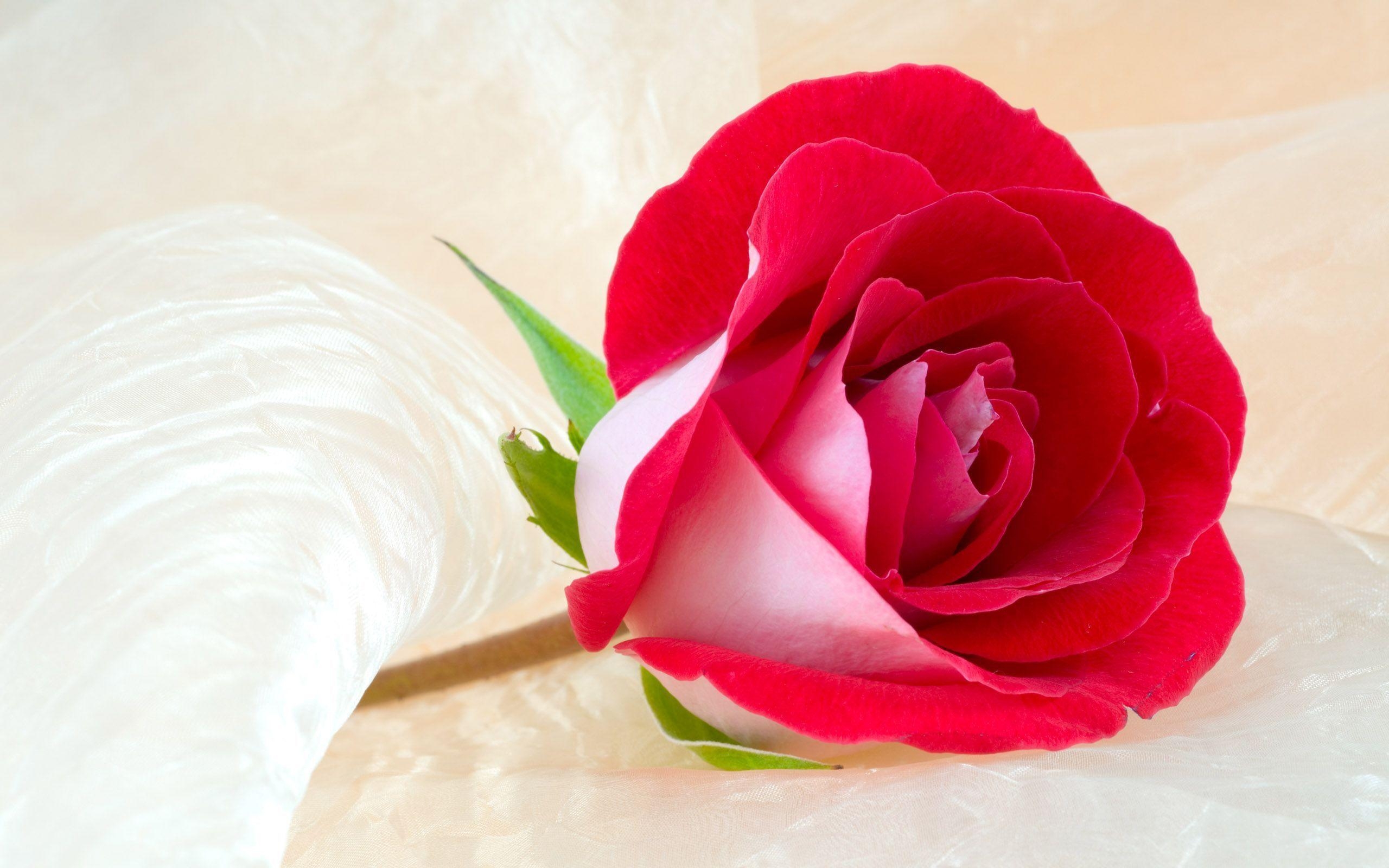 2560x1600 Rose Flower Image for Desktop. Free Desk Wallpaper, Desktop