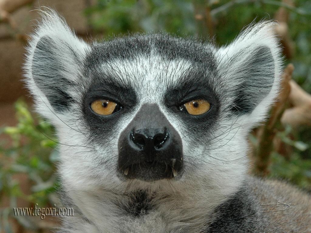 1030x770 Lemur Wallpaper. Image and animals Lemur picture (699), Desktop