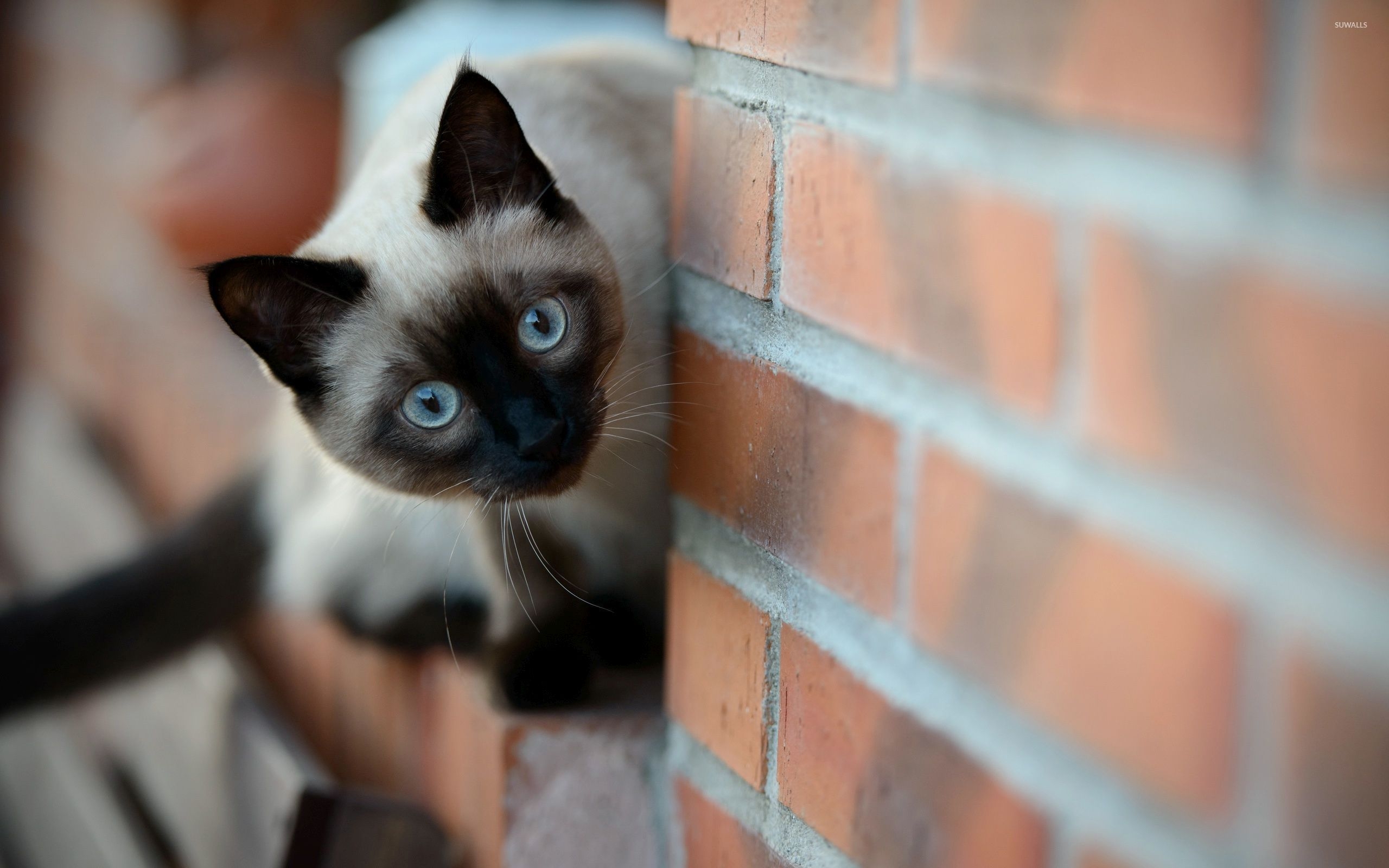 2560x1600 Siamese cat wallpaper wallpaper, Desktop