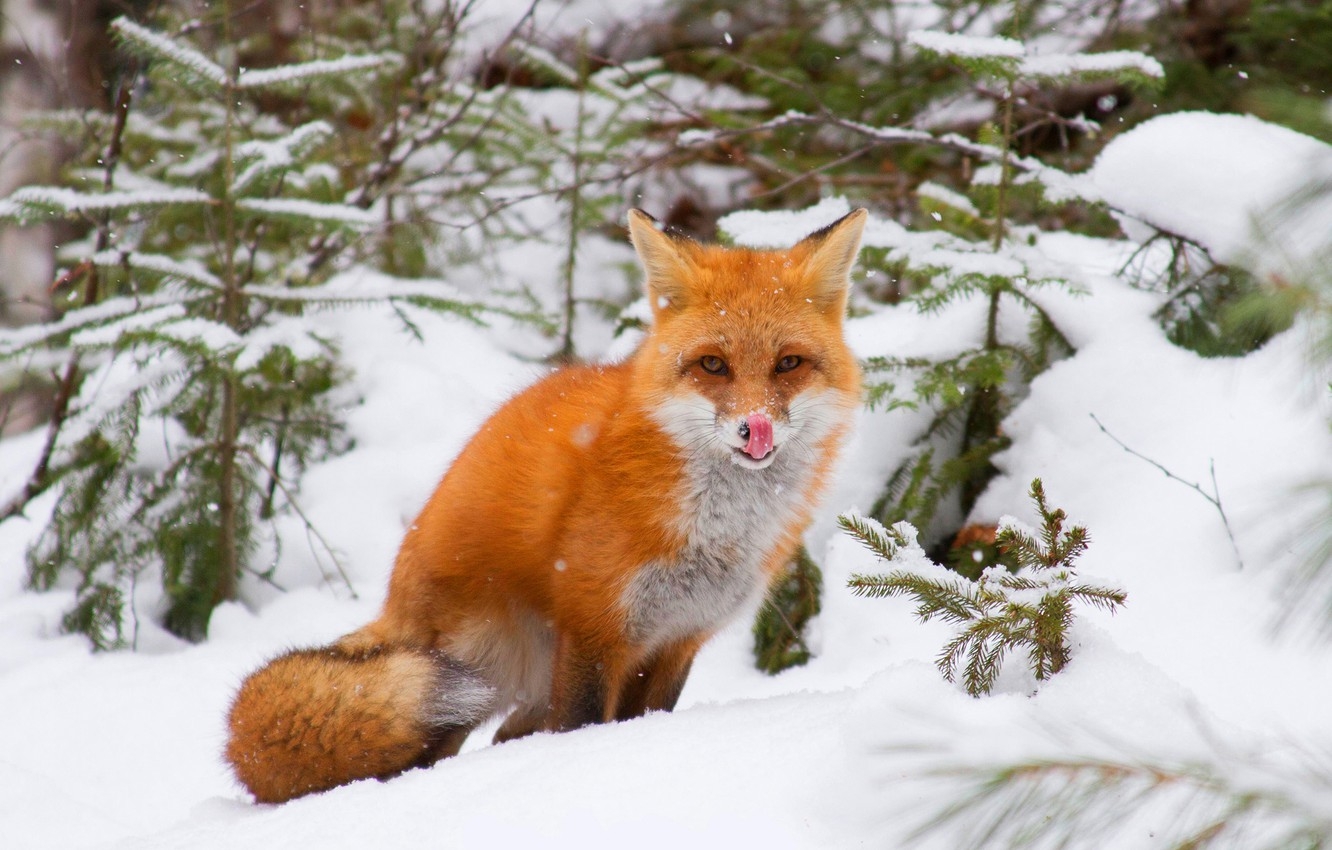 1340x850 Wallpaper winter, forest, language, look, snow, branches, pose, Fox, the snow, red, sitting, licked, Fox, Christmas trees image for desktop, section животные, Desktop