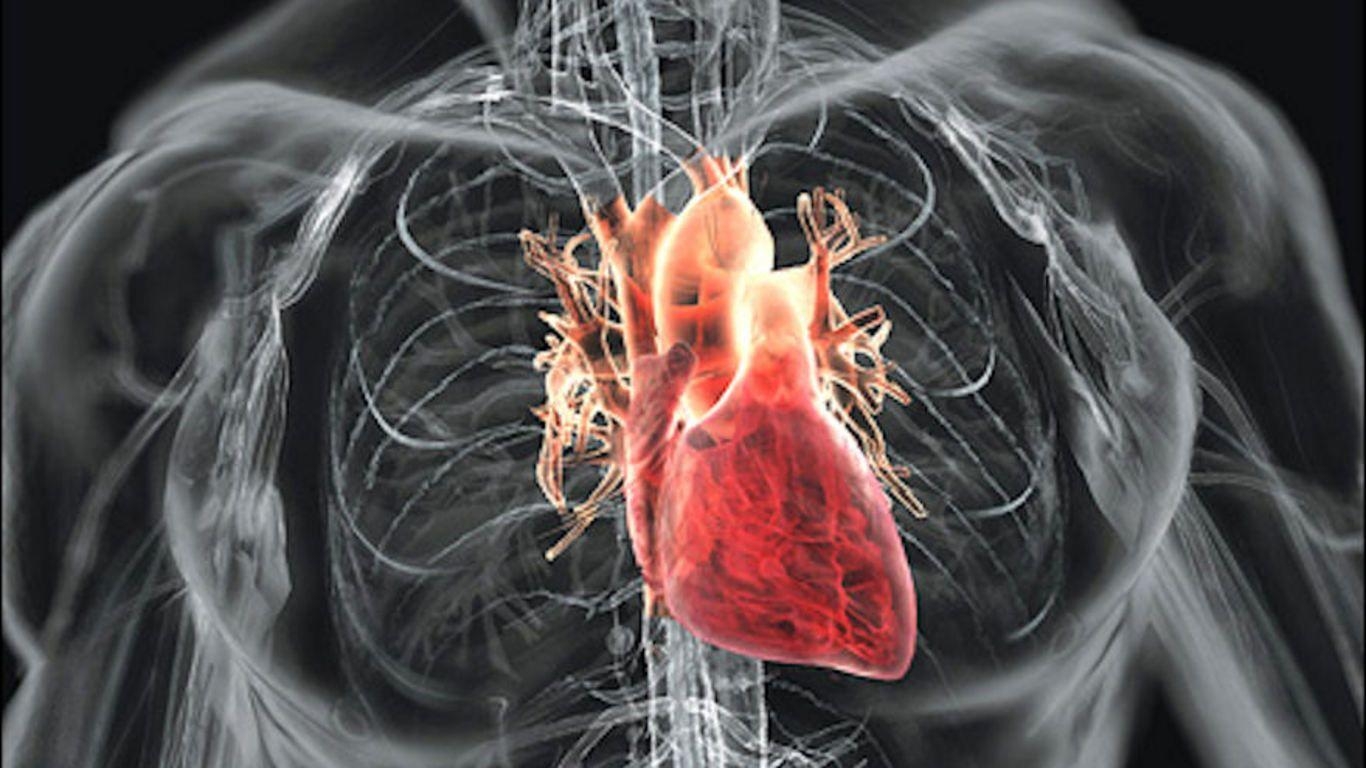 1370x770 Human Heart HD Photo Diagram Of Human Heart Full HD Wallpaper, Desktop