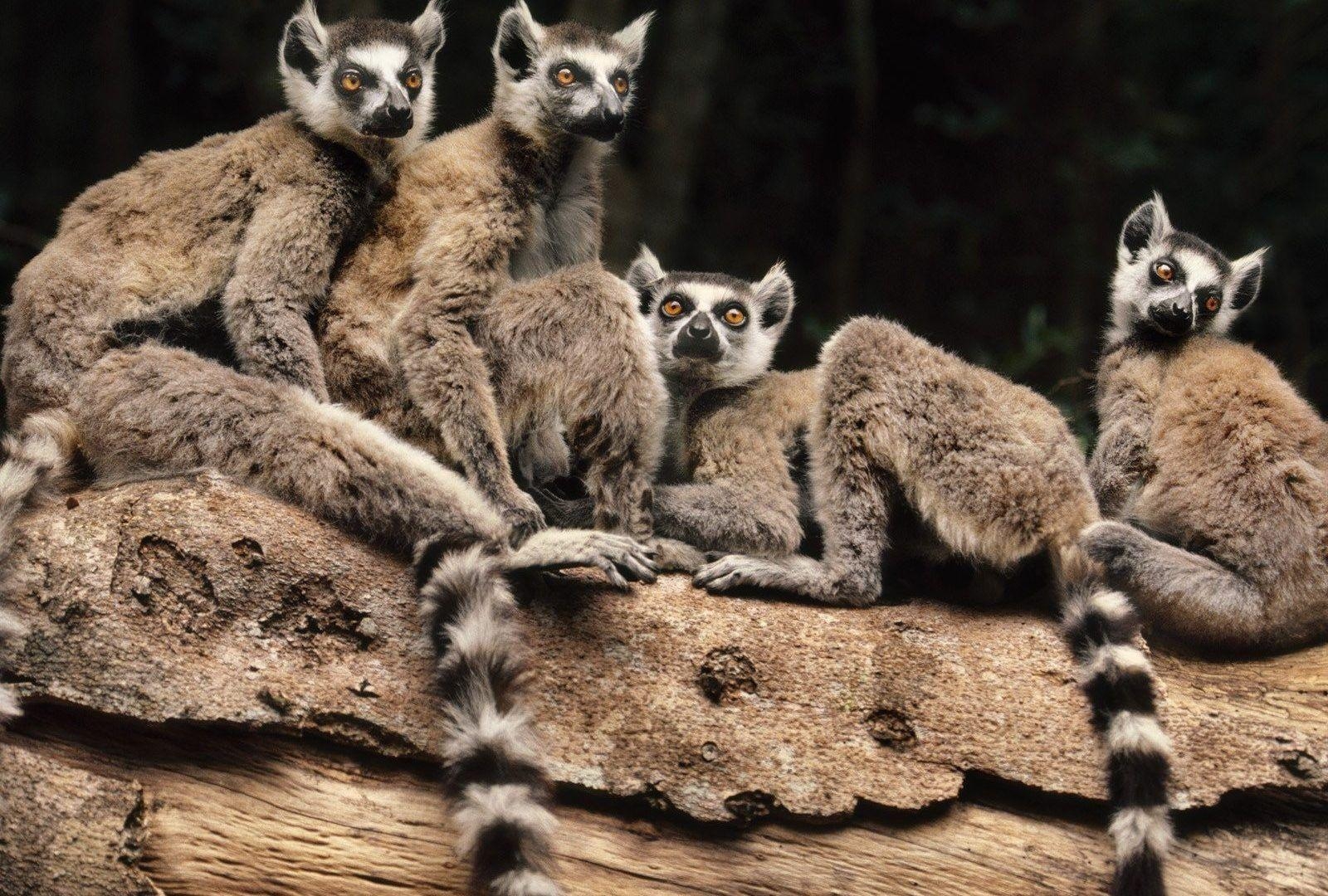 1600x1080 Lemurs Tag wallpaper: Lemurs Family Little Baby Wallpaper Of, Desktop