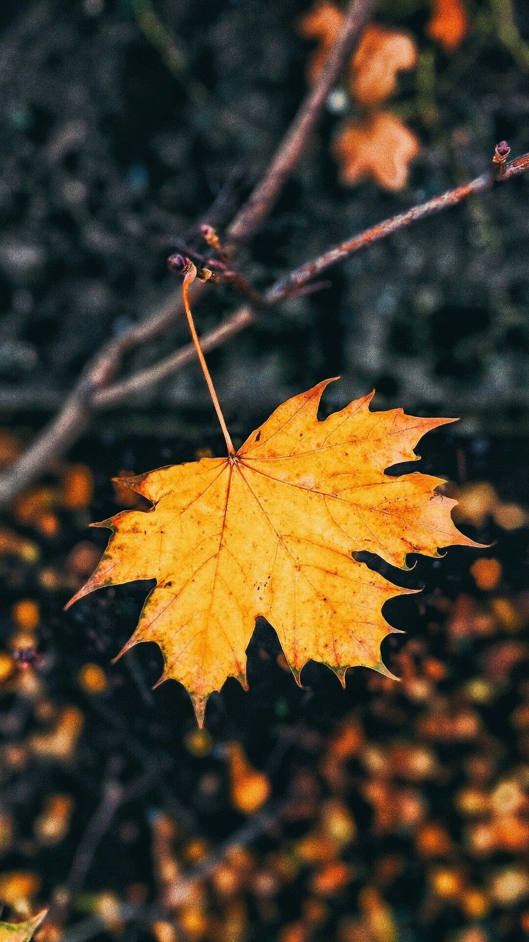 1080x1920 Fall Wallpaper for Phone, Phone