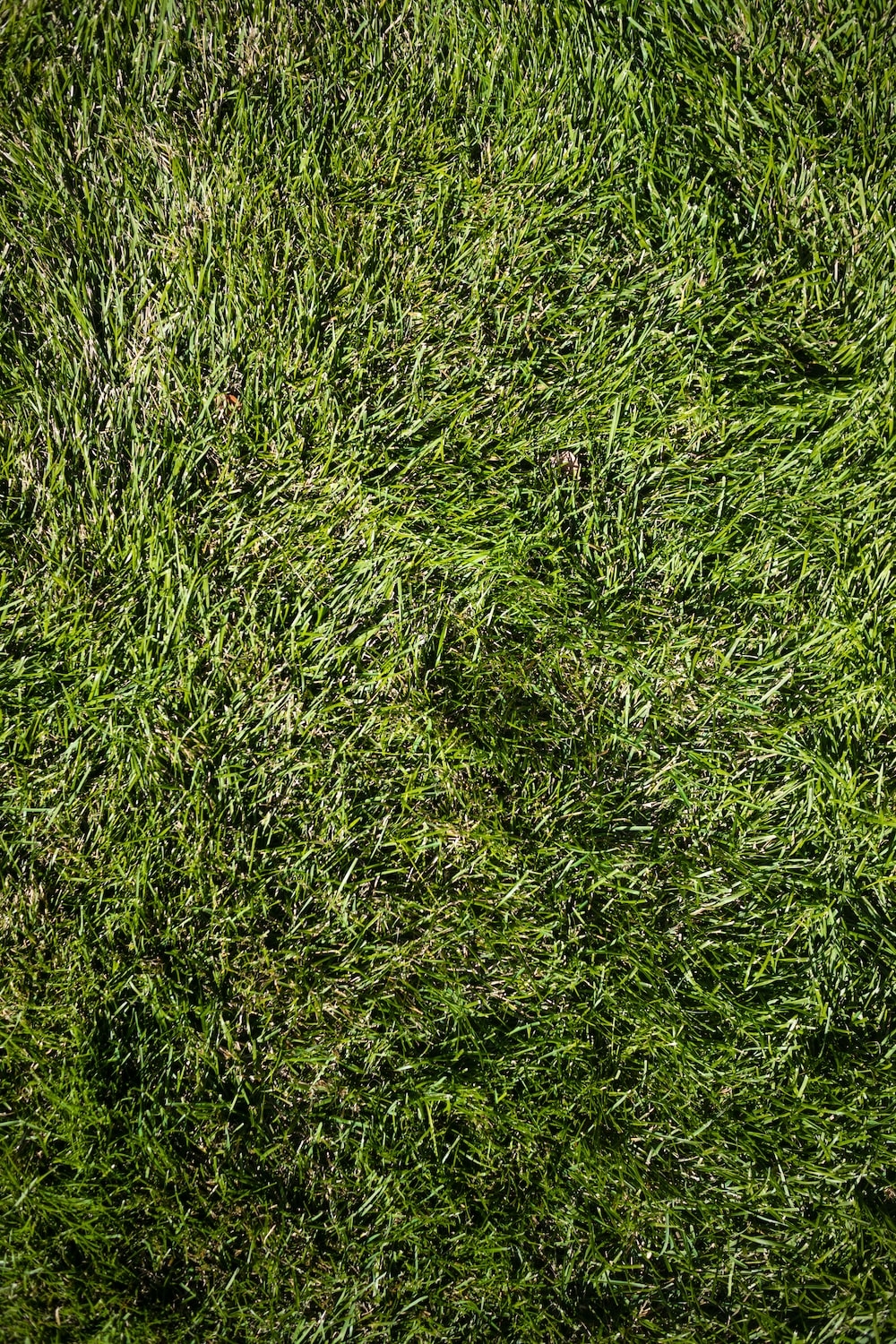 1000x1500 a close up of a green grass texture photo, Phone