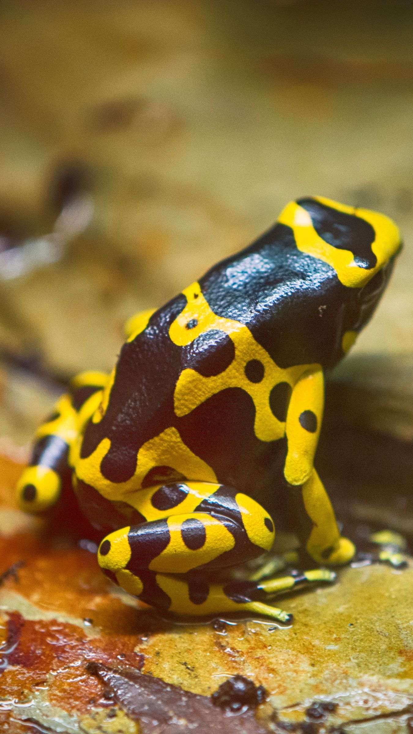 1350x2400 Download wallpaper  frog, yellow, spotted iphone 8+/7+/6s+/for parallax HD background, Phone