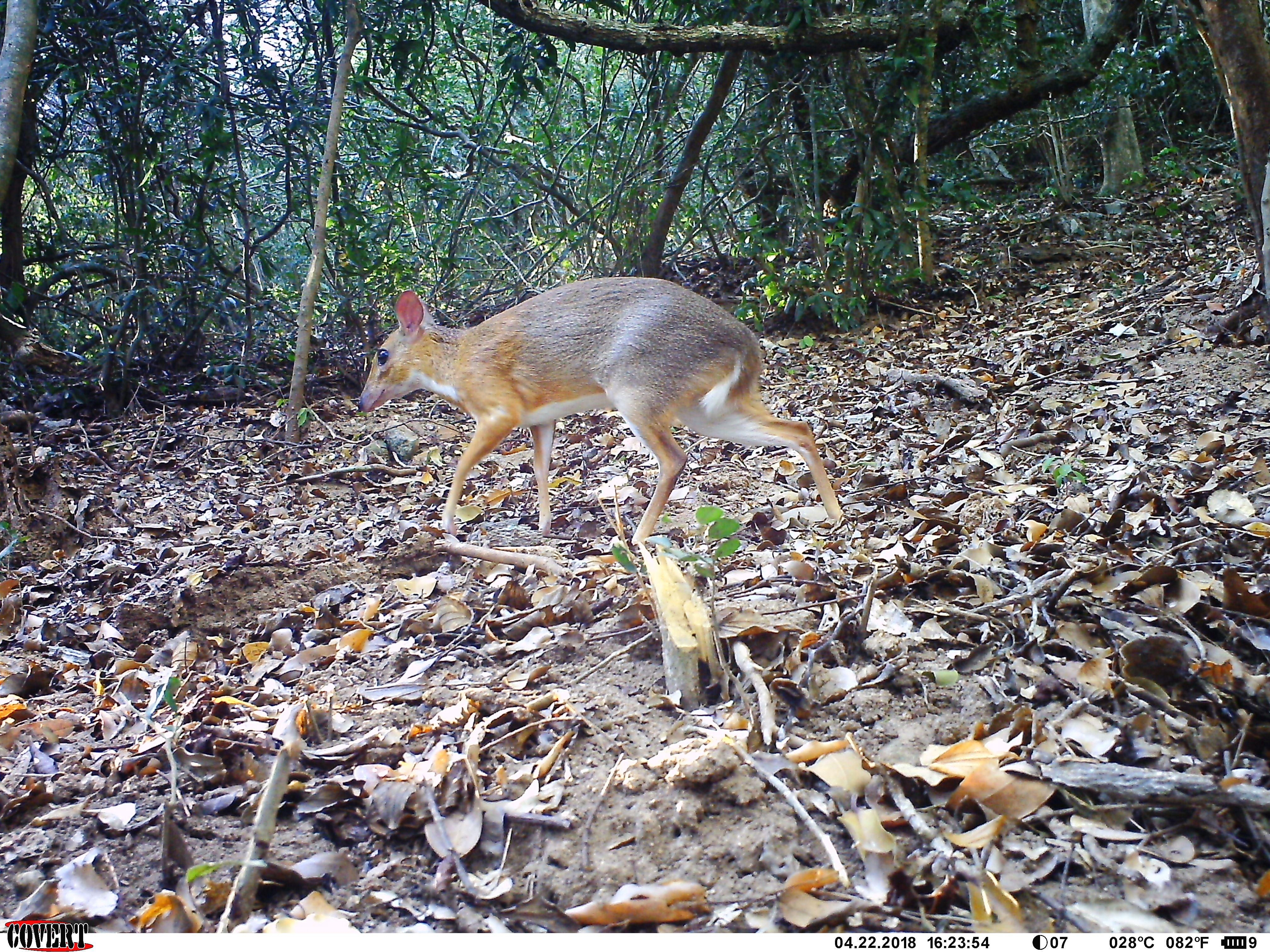 4040x3030 Rare Mouse Deer Caught On Camera In Vietnam Guides, Desktop