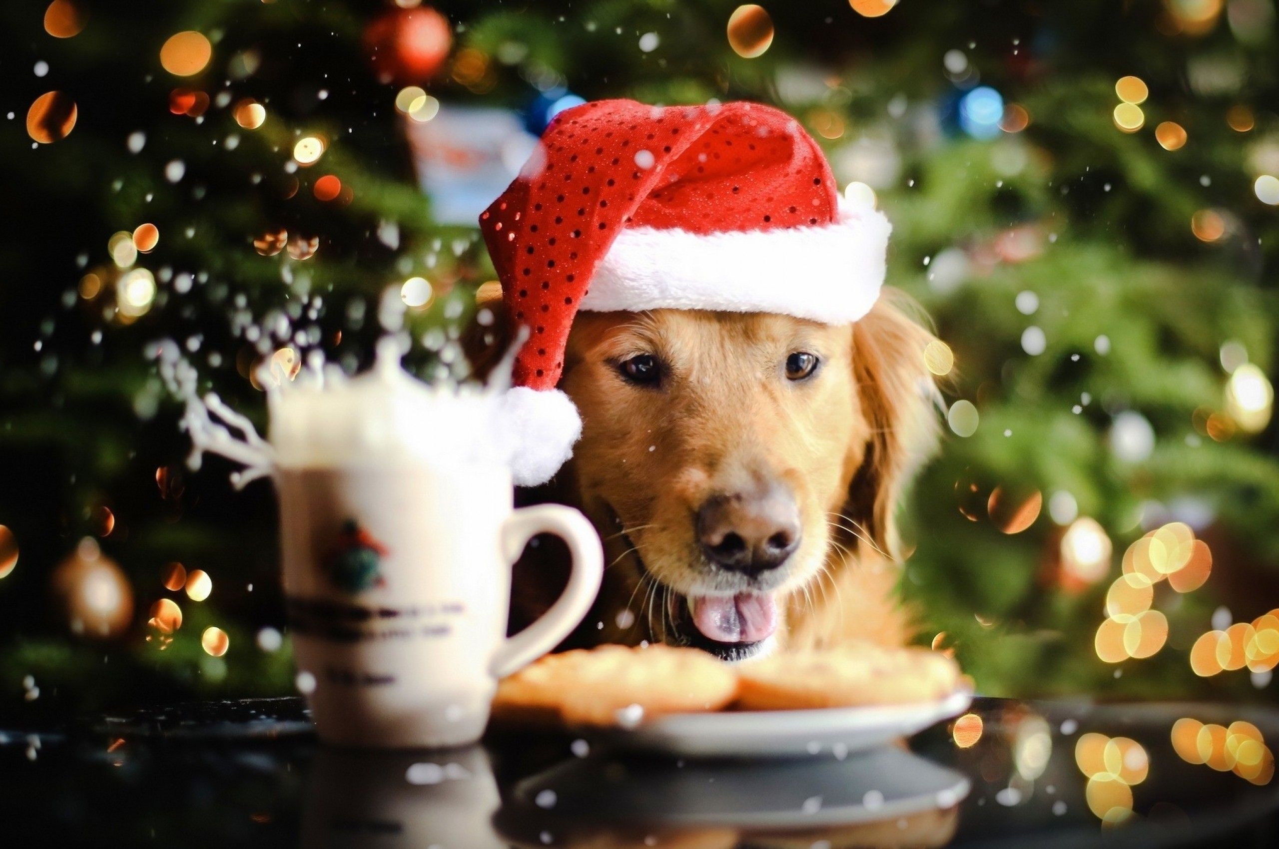 2560x1700 Download  Golden Retriever, Christmas, Bokeh, Cute, Dogs Wallpaper for Chromebook Pixel, Desktop