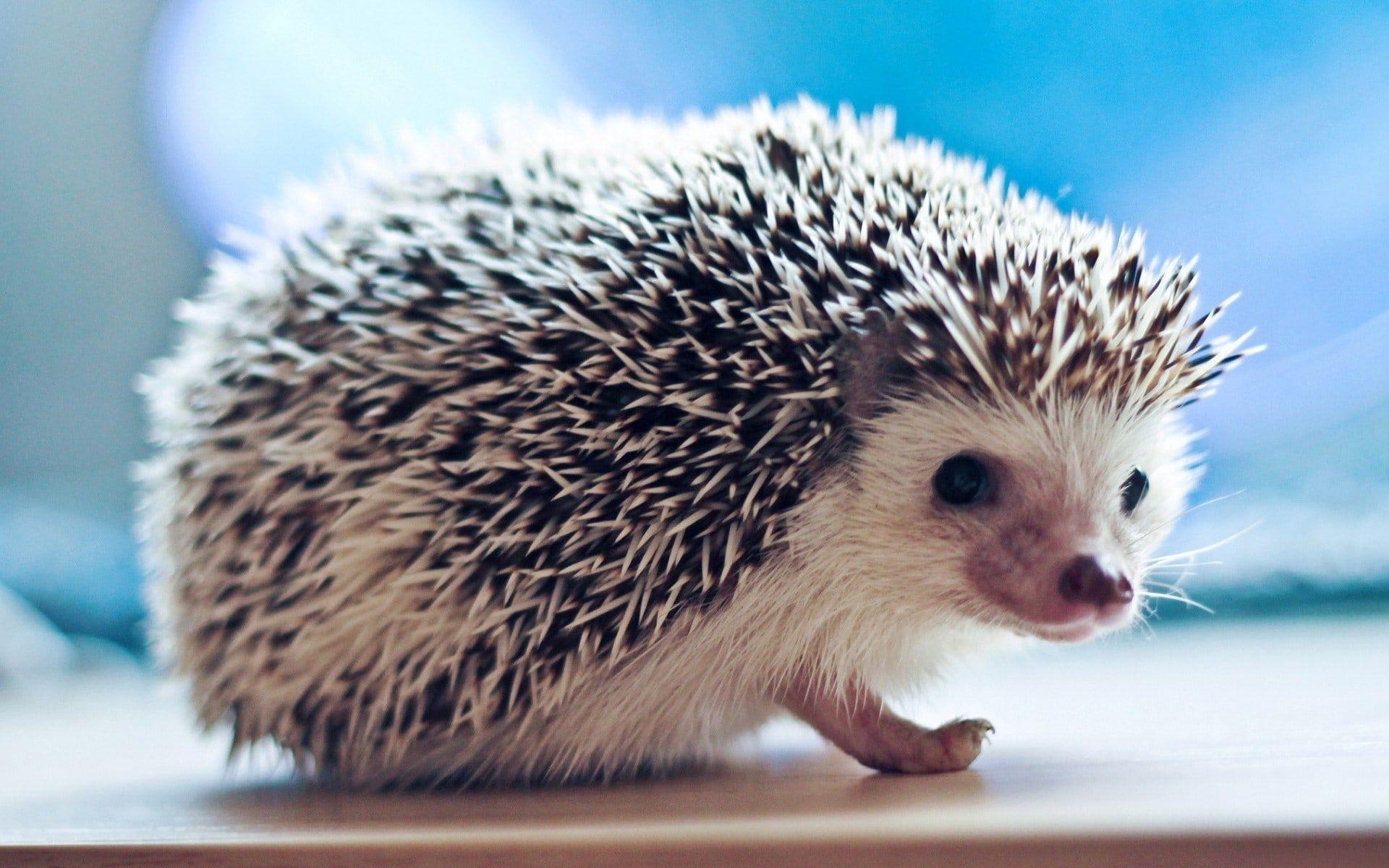 1920x1200 Hedgehog HD Desktop Wallpaperwallpaper.net, Desktop