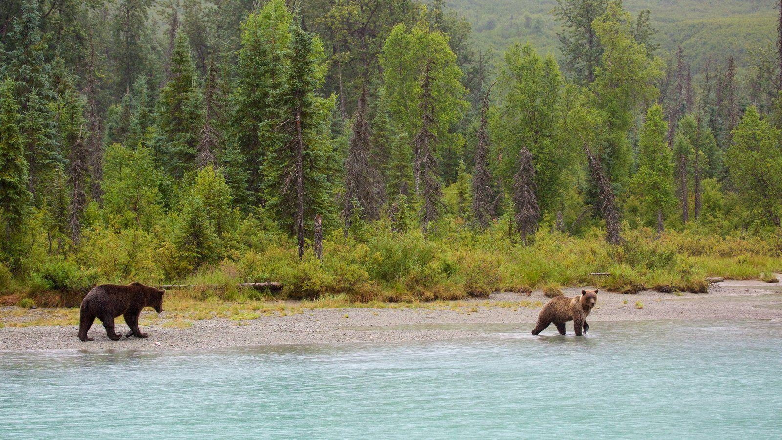 1600x900 Animal Picture: View Image of Southwest Alaska, Desktop