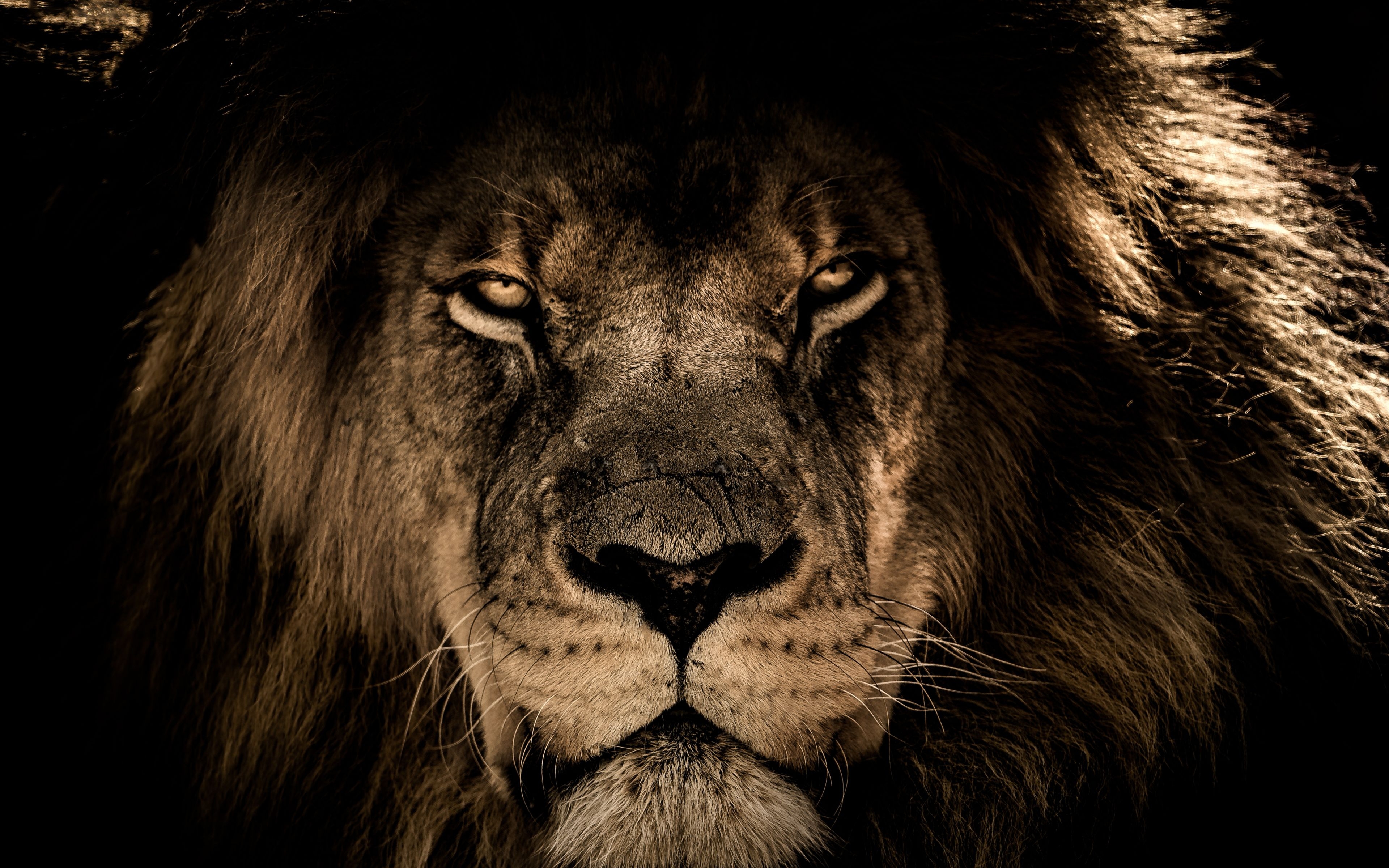 3840x2400 Desktop Wallpaper African Lion, Beast, Muzzle, 4k, HD Image, Picture, Background, 209a4a, Desktop