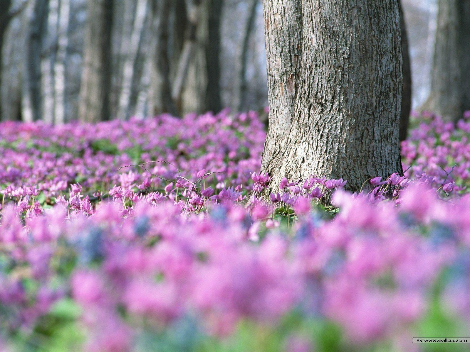 1600x1200 HD Colorful Wildflowers, The Brilliant World of Wild Flowers, Desktop