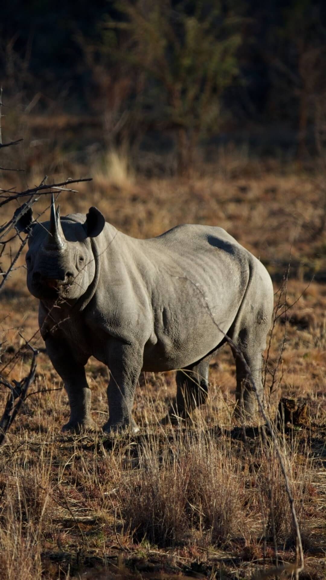 1080x1920 Black Rhino iPhone Wallpaper Background Wallpaper HD, Phone