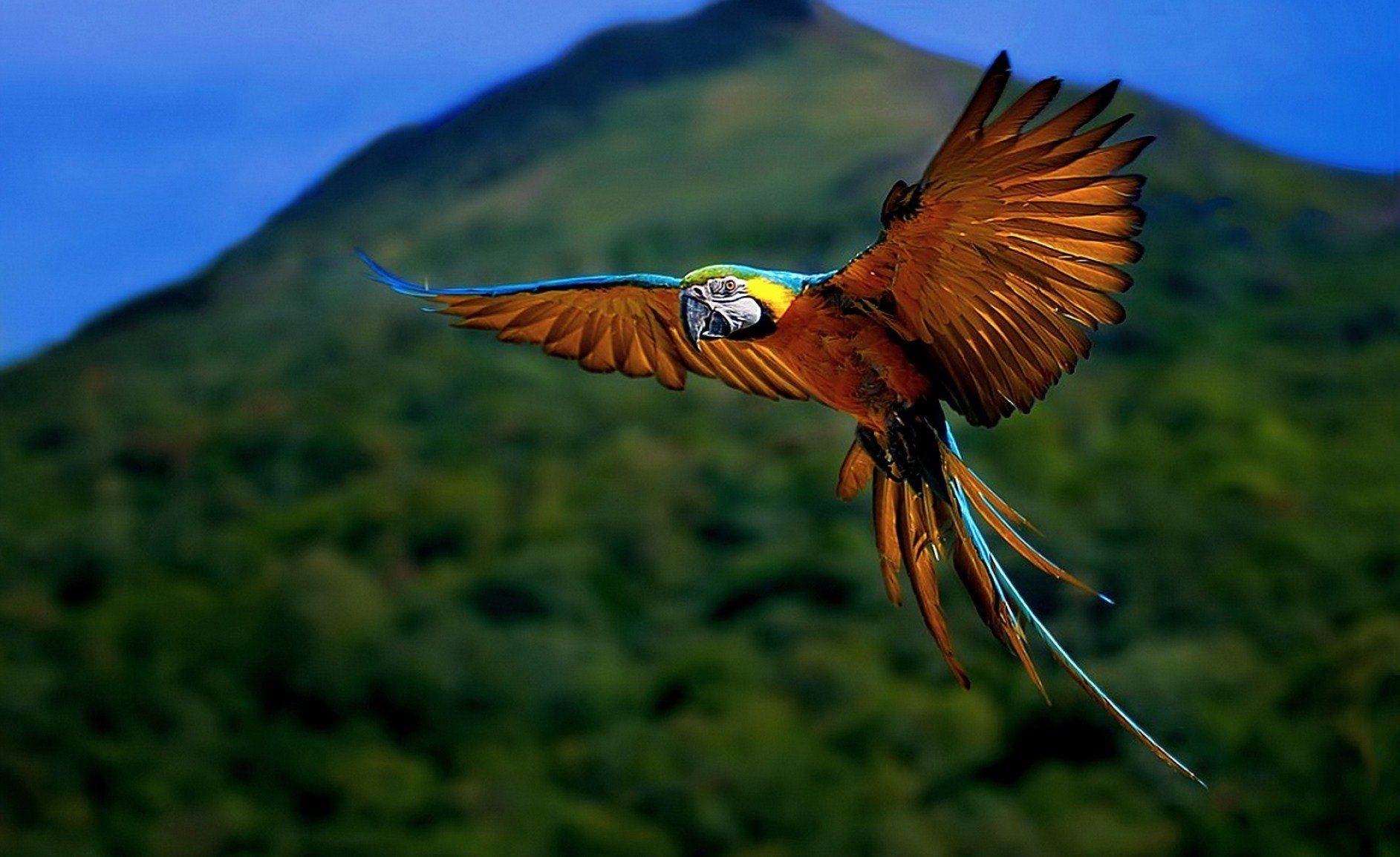 1890x1160 Nature animal bird national geographic forest HD wallpaper, Desktop