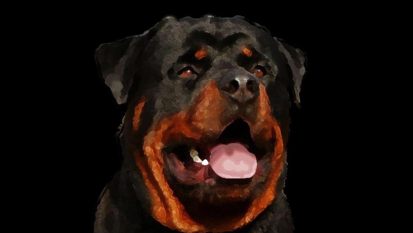 1360x770 rottweiler dogs HD wallpaper Search Engine, Desktop