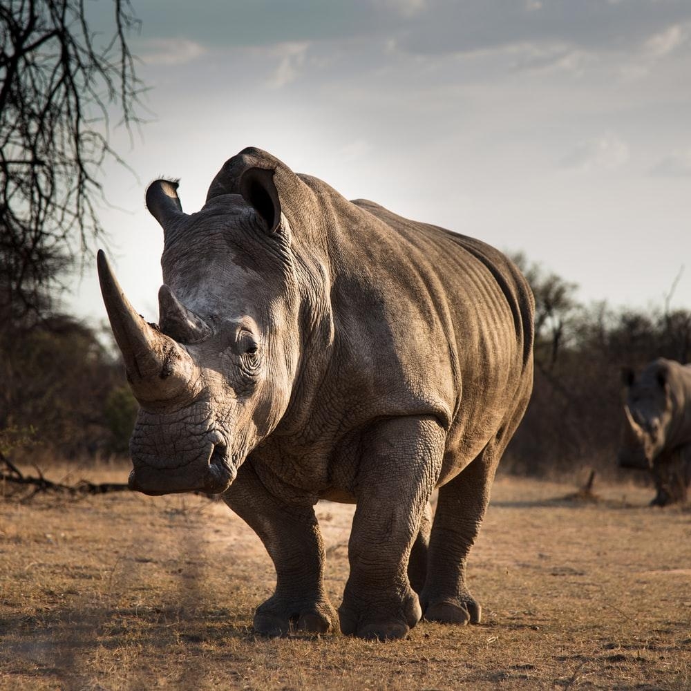 1000x1000 Rhino Picture [HD]. Download Free Image, Phone