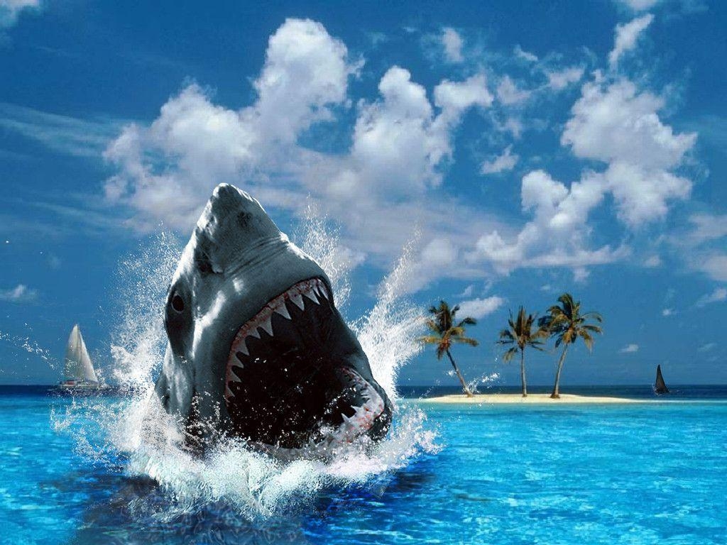 1030x770 Shark ♥, Desktop