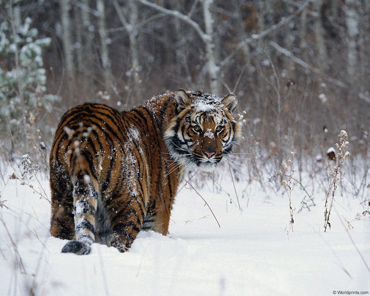 1280x1030 Wild Cats Wallpaper Hd 3, Desktop