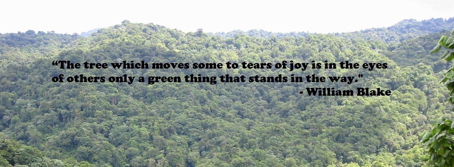 1540x570 International Day of Forests Quotes 2017 World Forestry Day Slogan, Dual Screen