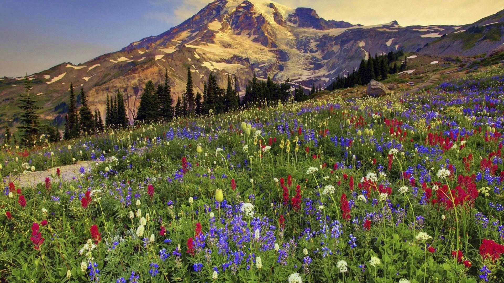 1920x1080 Mount Rainier National Park HD Wallpaper 589485, Wallpaper13.com, Desktop