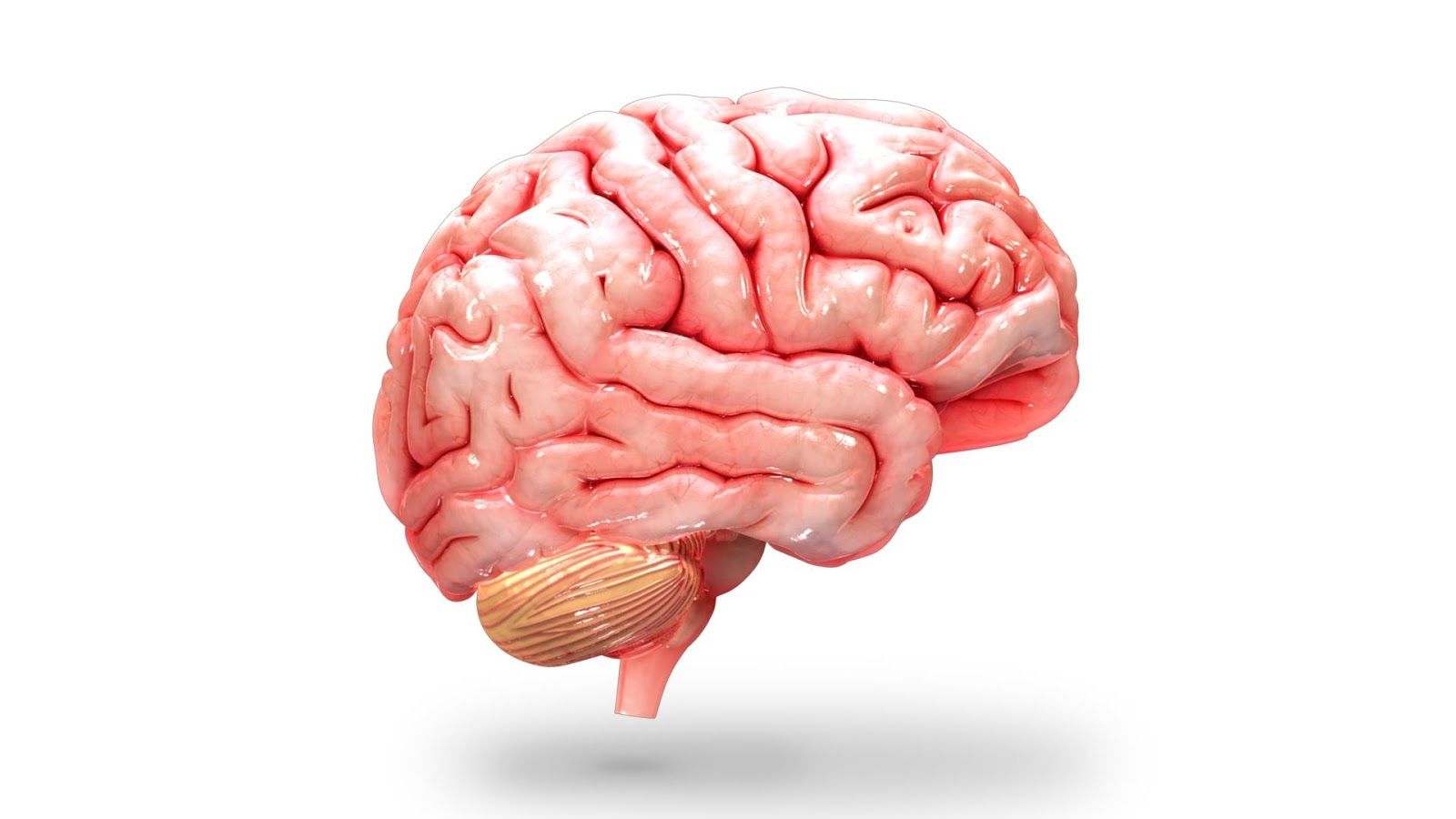 1600x900 Brain HD PNG Transparent Brain HD PNG Image, Desktop