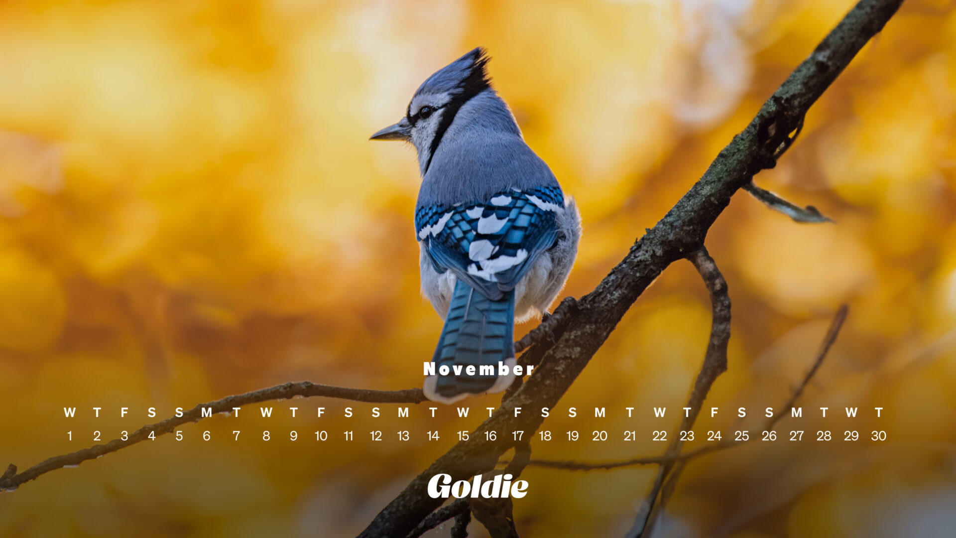 1920x1080 Free November 2023 Wallpaper Calendars, Desktop