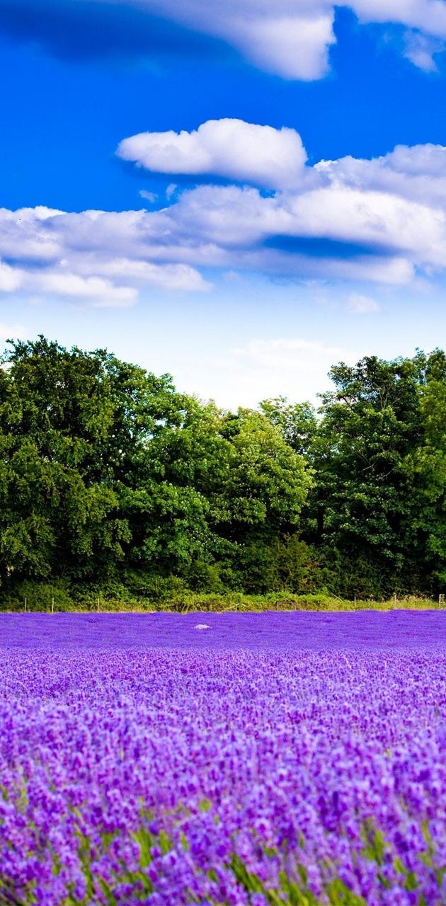 630x1280 Lavender Field wallpaper, Phone