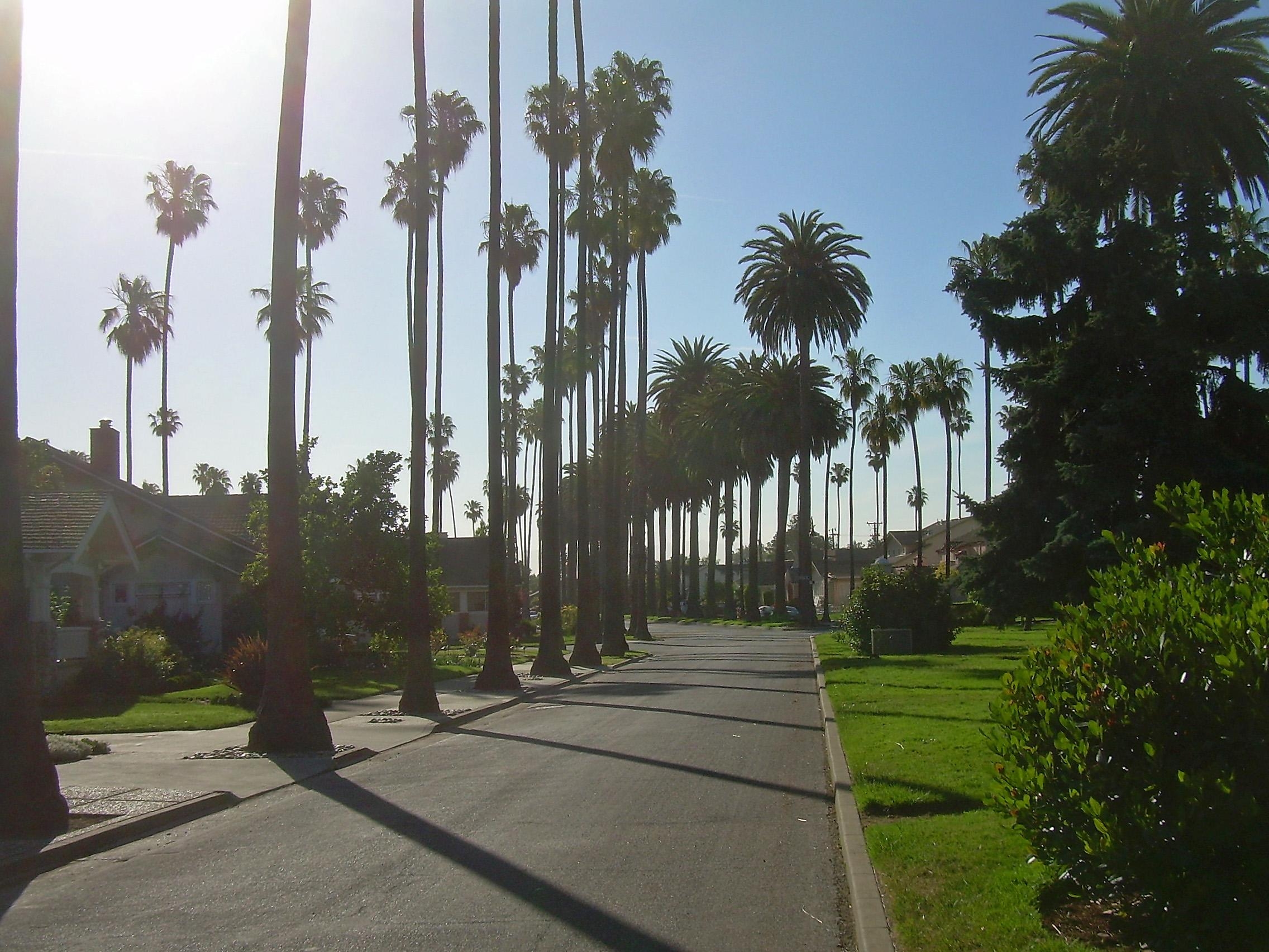 2280x1710 Palm Trees in San Jose, Desktop