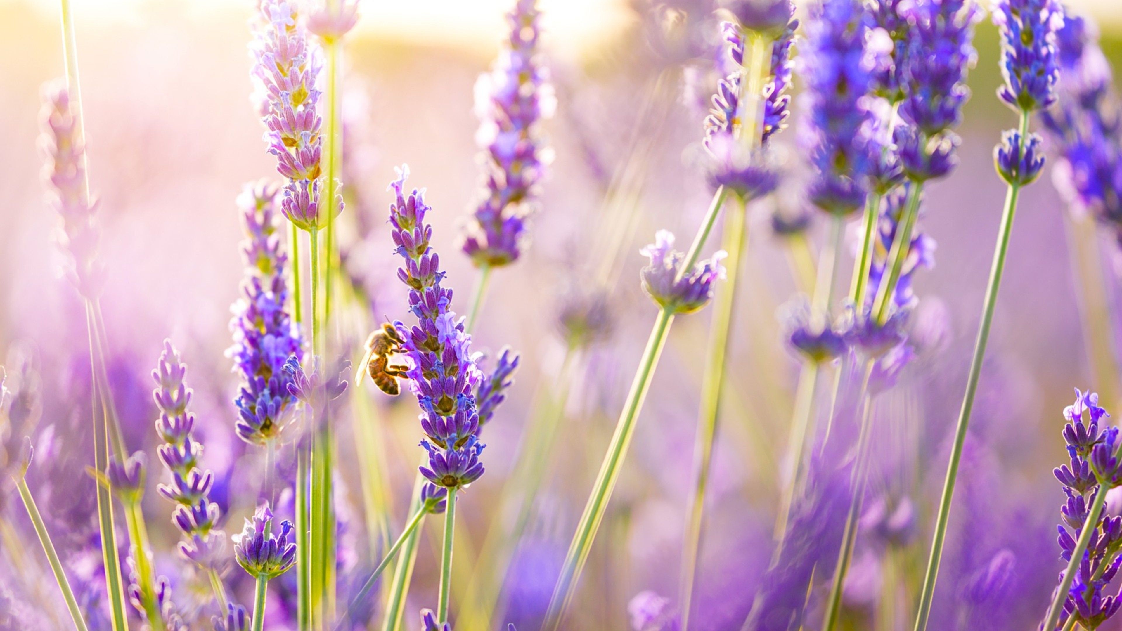 3840x2160 Lavender Desktop Wallpaper Free Lavender Desktop Background, Desktop