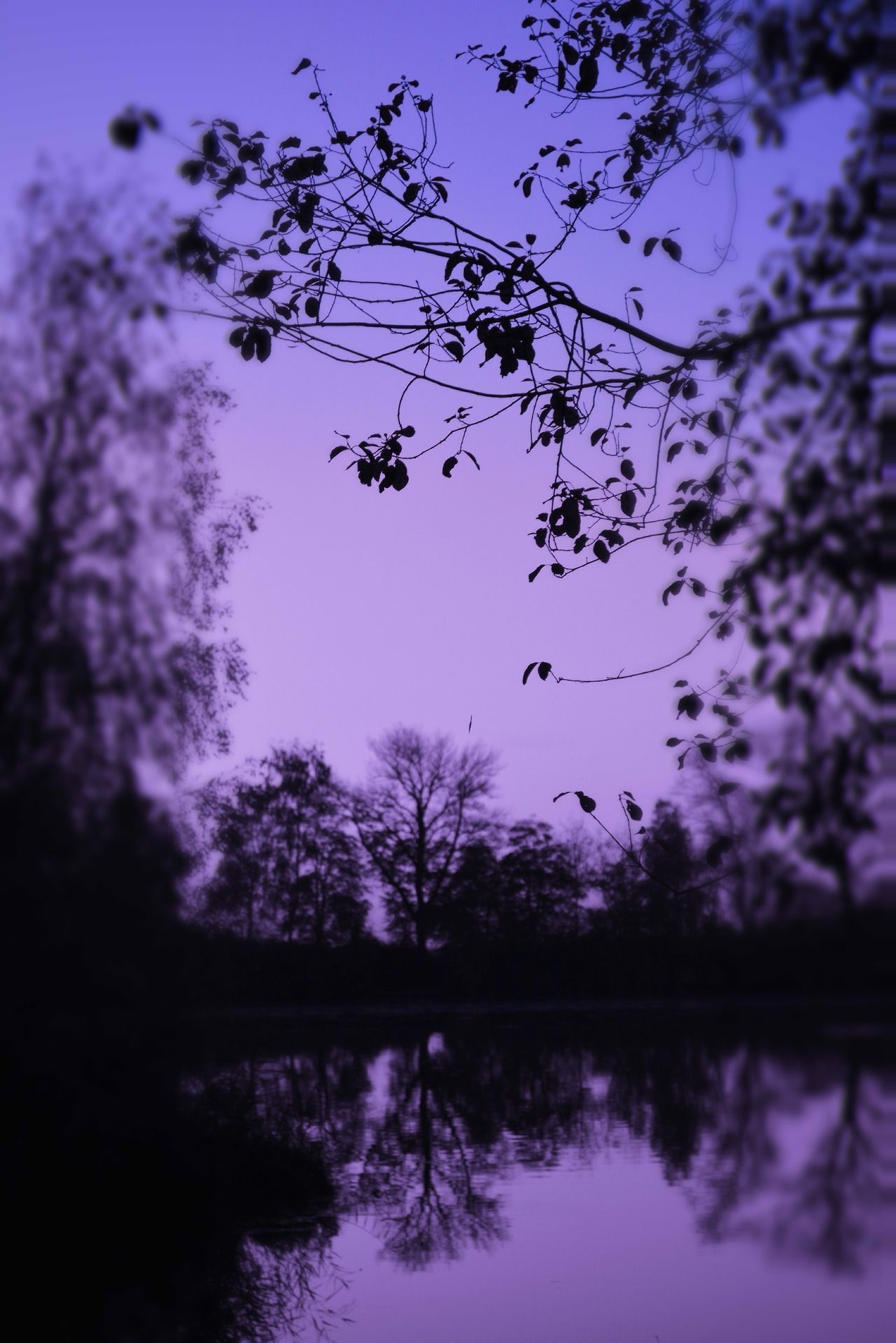 1280x1920 Natural Purple Aesthetic Wallpaper Free Natural Purple Aesthetic Background, Phone