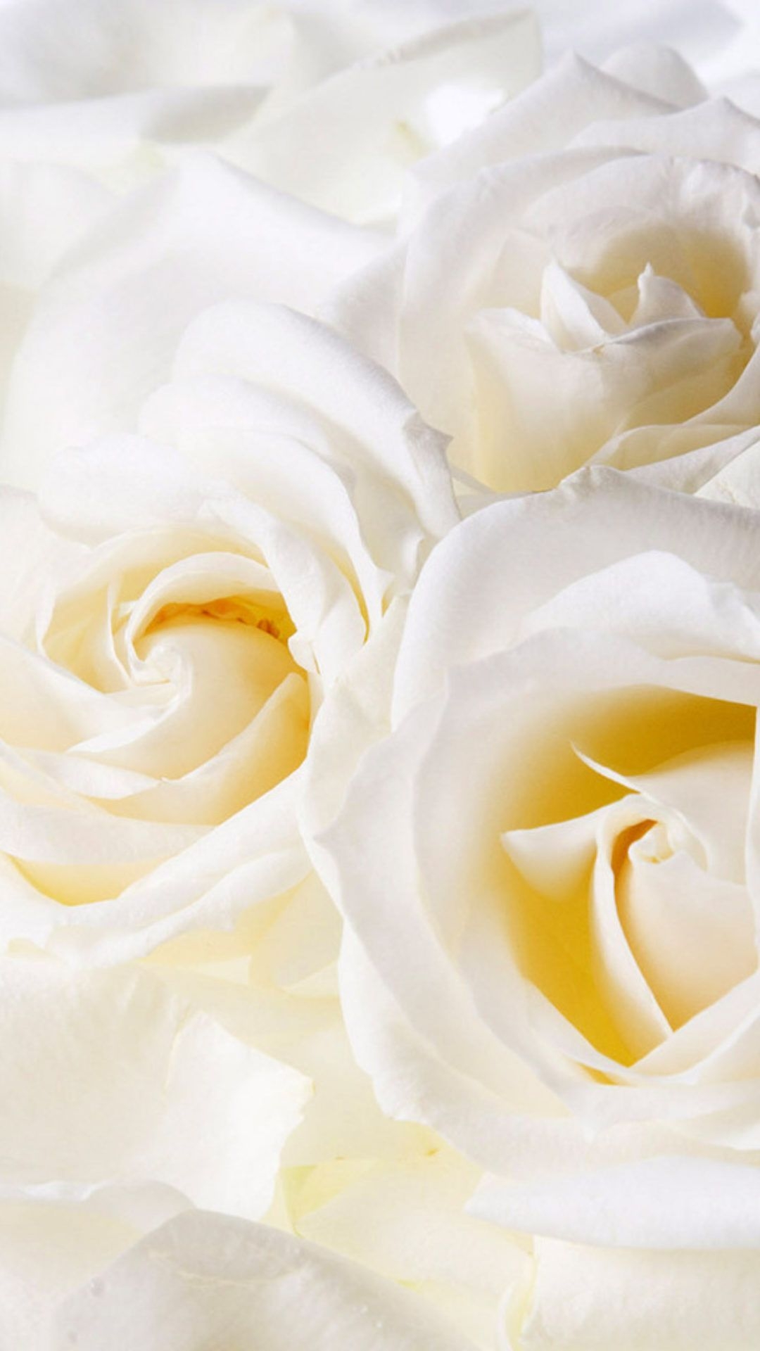 1080x1920 White Rose iPhone Wallpaper, Phone