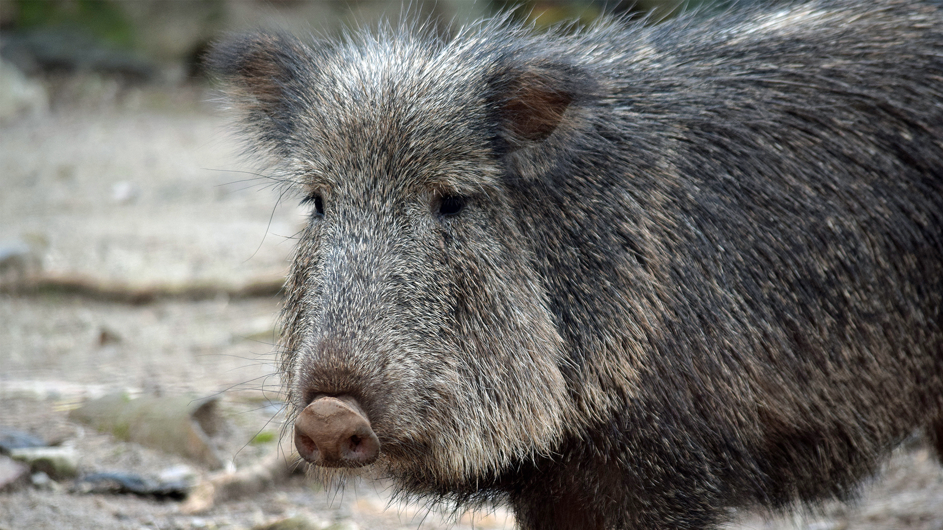 1920x1080 Chacoan Peccary. Elmwood Park Zoo, Desktop