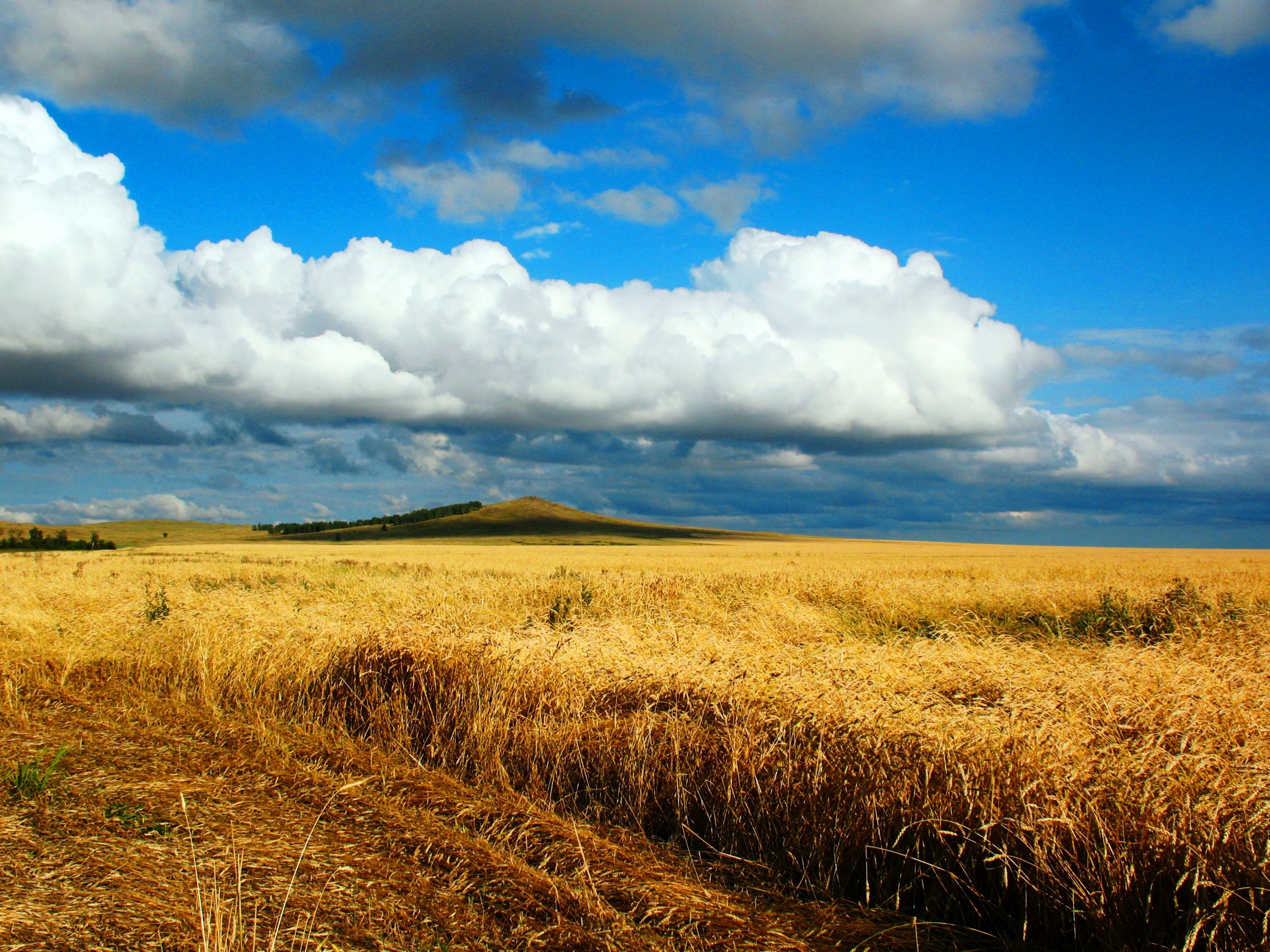 4000x3000 Download wallpaper  field, wheat, autumn, cleaning, Desktop