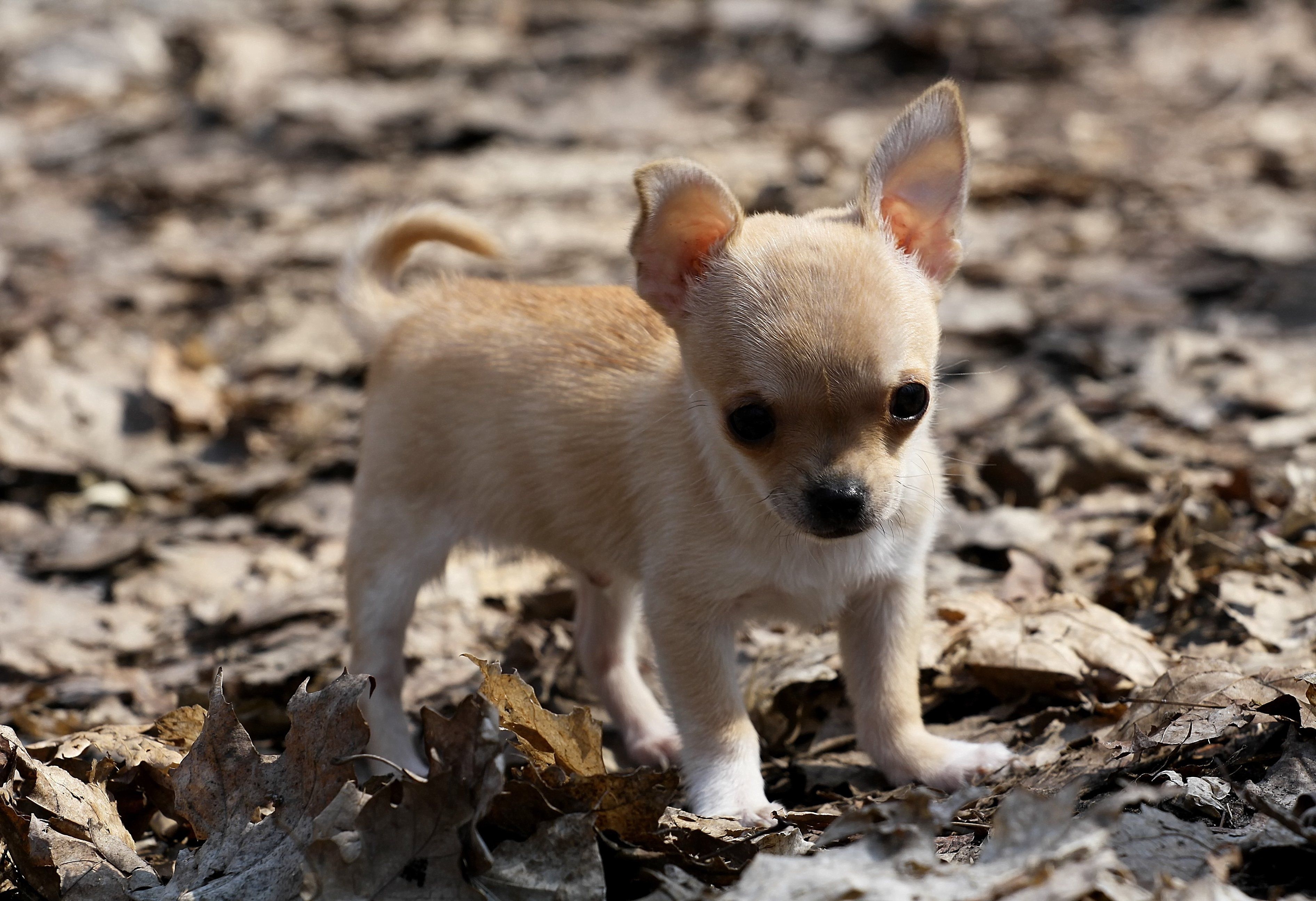 3790x2600 baby, Dog, Puppy, Chihuahua Wallpaper HD / Desktop and Mobile, Desktop