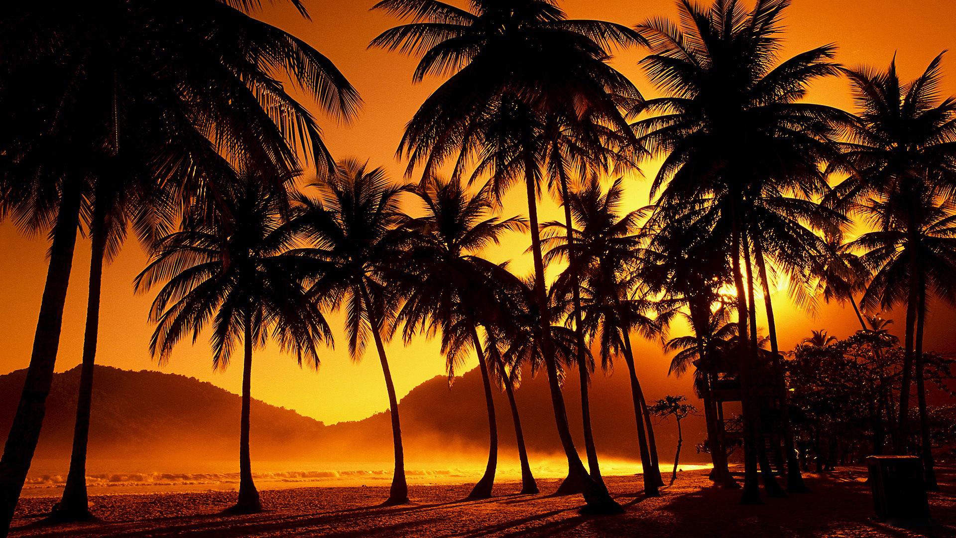 1920x1080 Desktop Palm Tree HD Wallpaper, Desktop