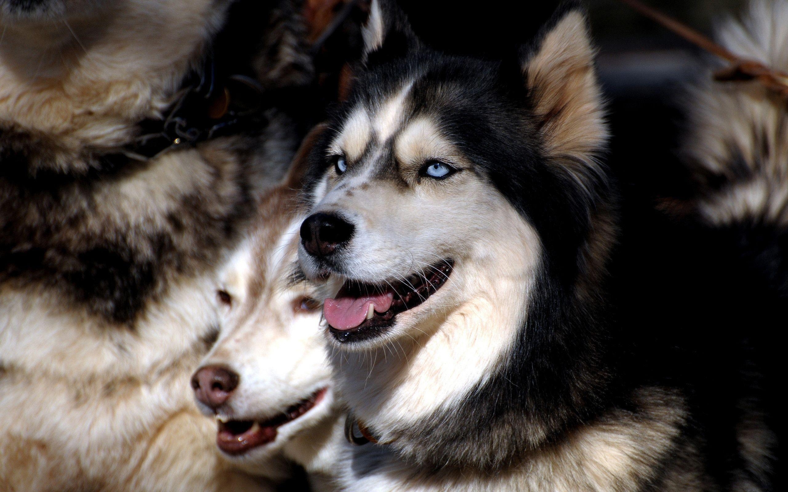 2560x1600 Siberian Husky Wallpaper. High Definition Wallpaper, Desktop