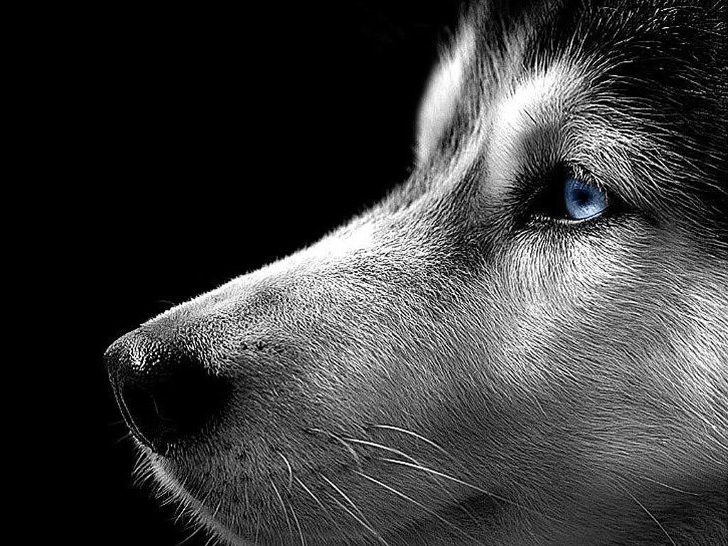 1030x770 Siberian Husky Wallpaper 8 Background HD. wallpaperhd77, Desktop